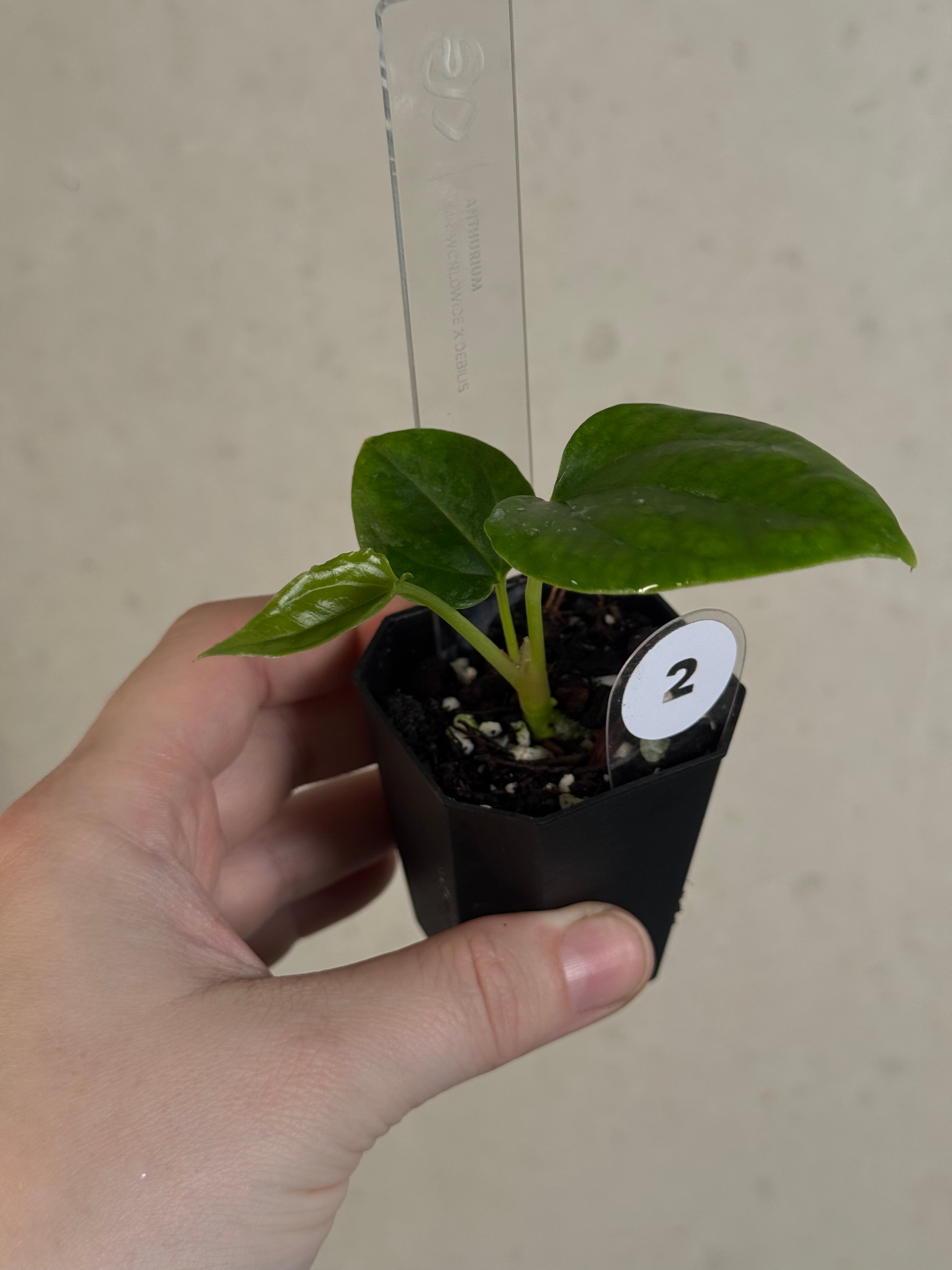 Anthurium Mr. Worldwide x Debile
