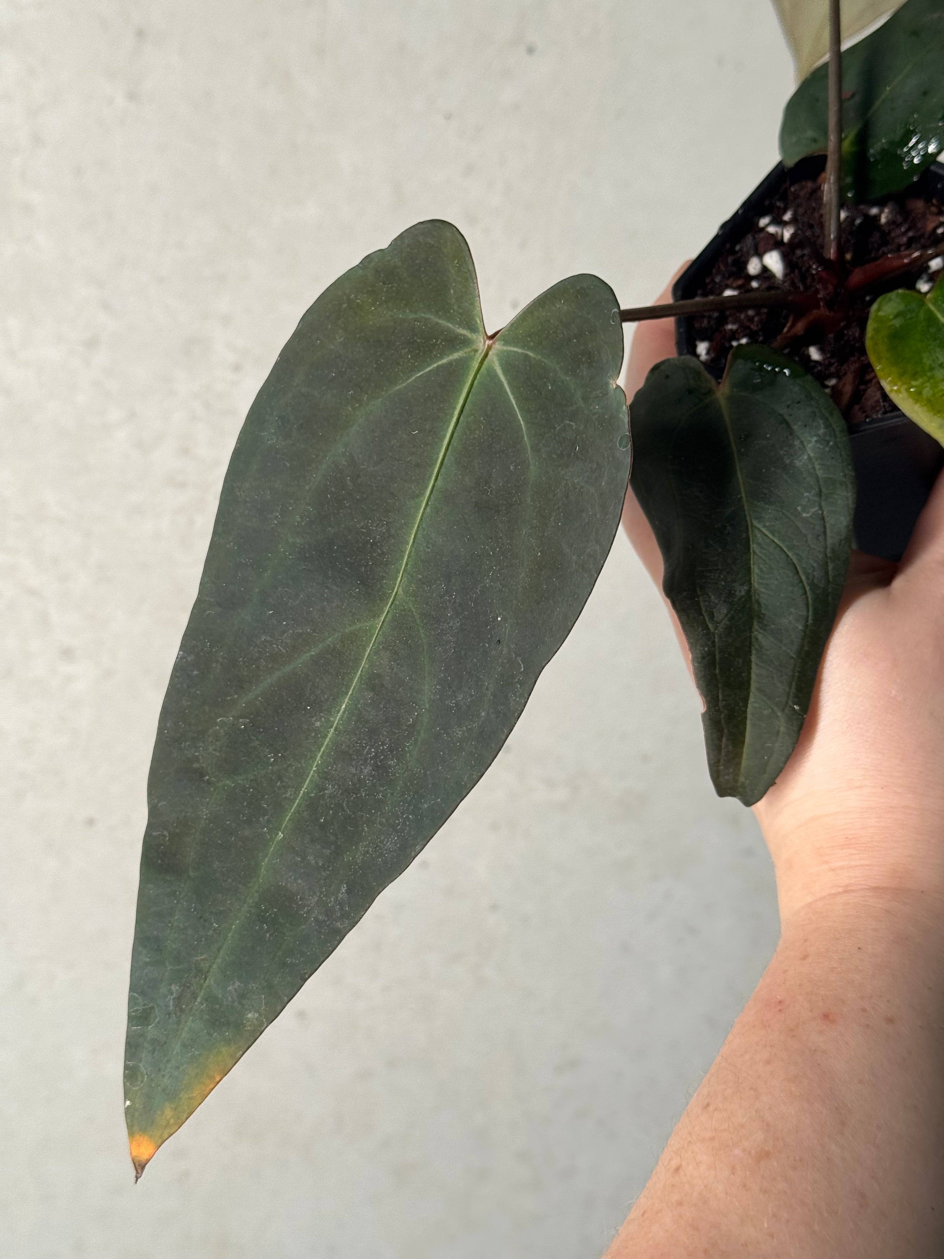 Anthurium DocBlock Dark & Handsome '9' x Red Velvet Cake '24' - SMUKHI