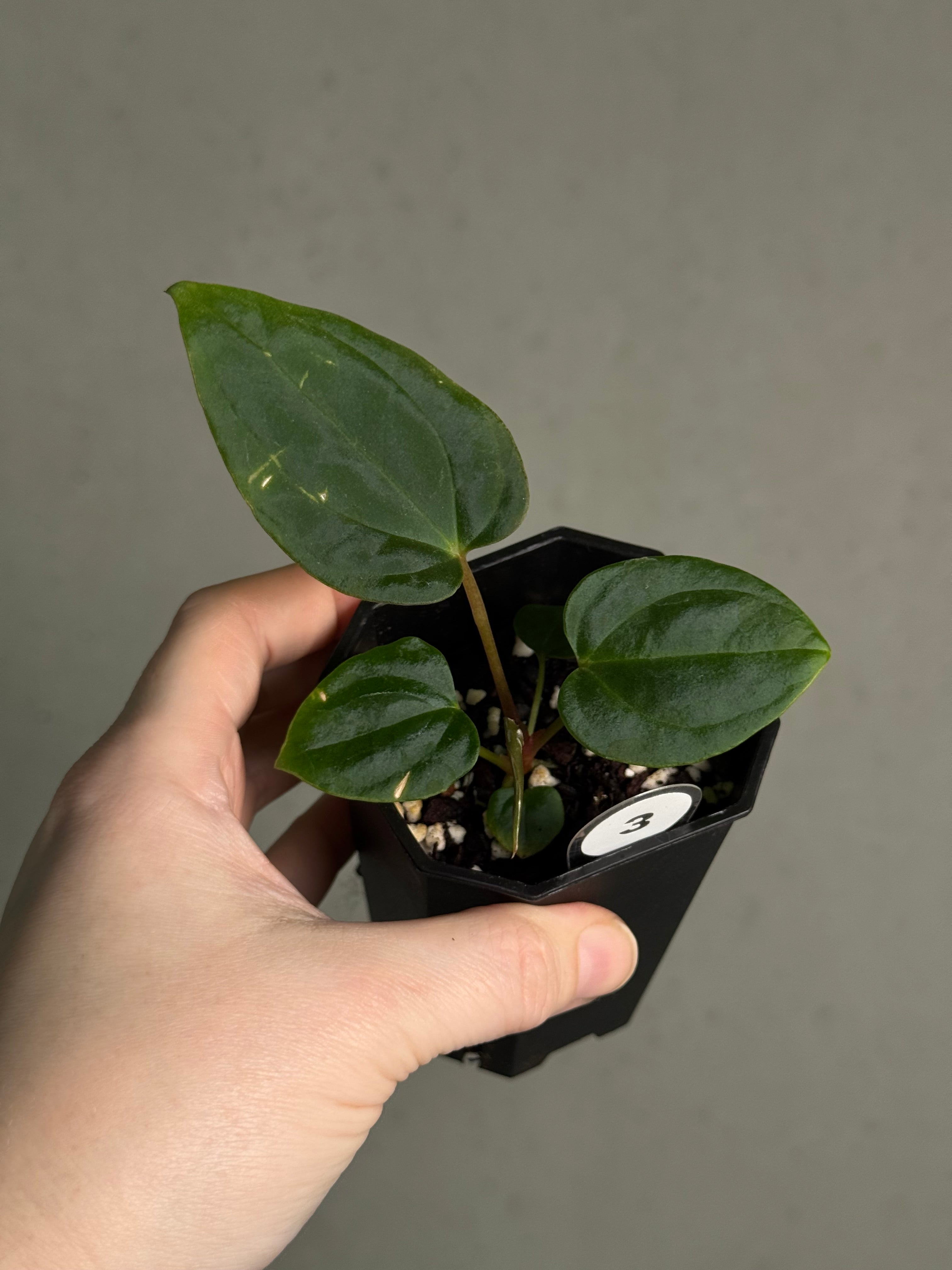 Anthurium BVEP ('Oliver' x self) x (‘Round' x 'Felix') - SMUKHI