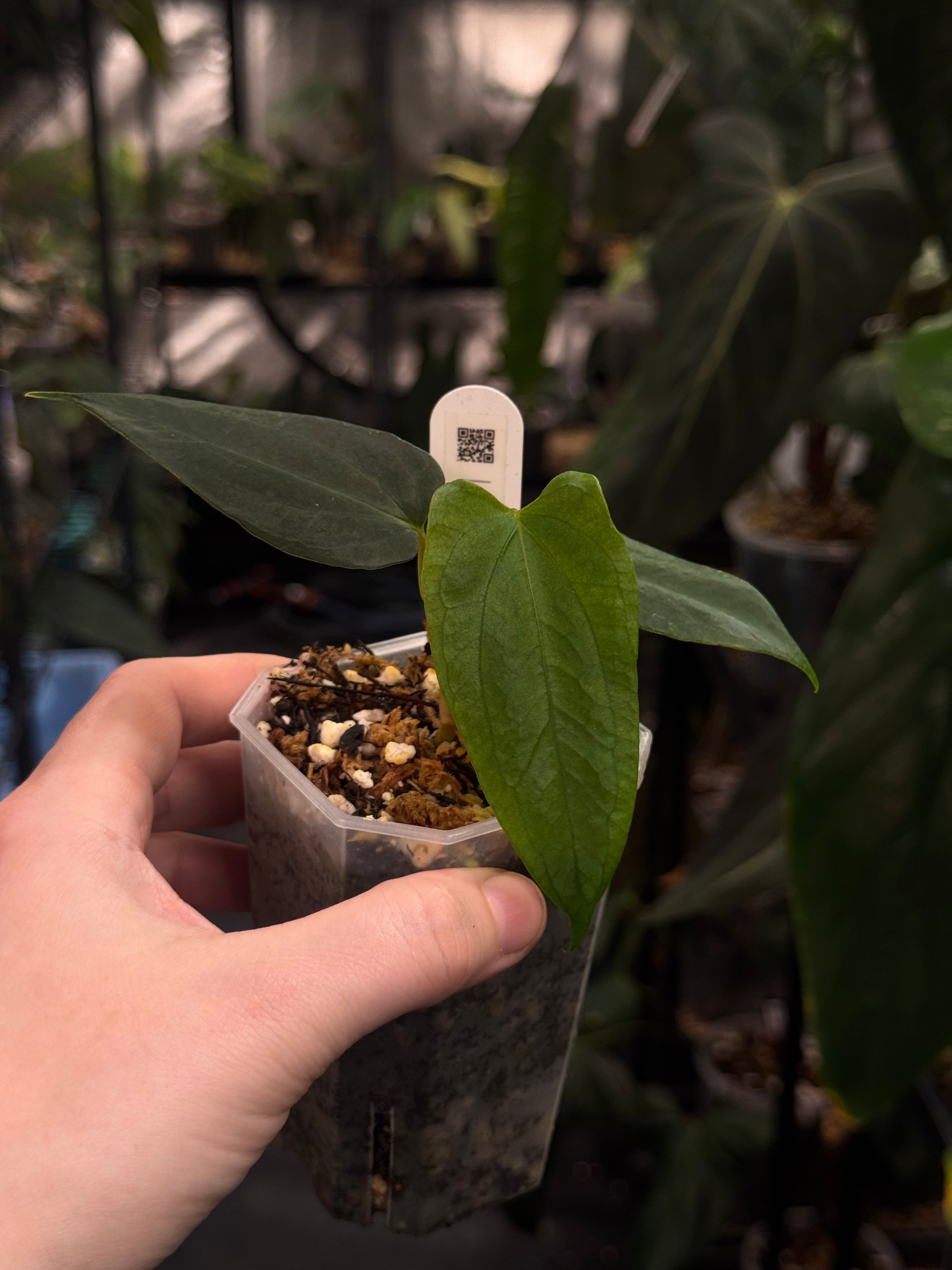 Anthurium FSxRL ‘Grim Reaper' F2 (selfed F1) - Clone