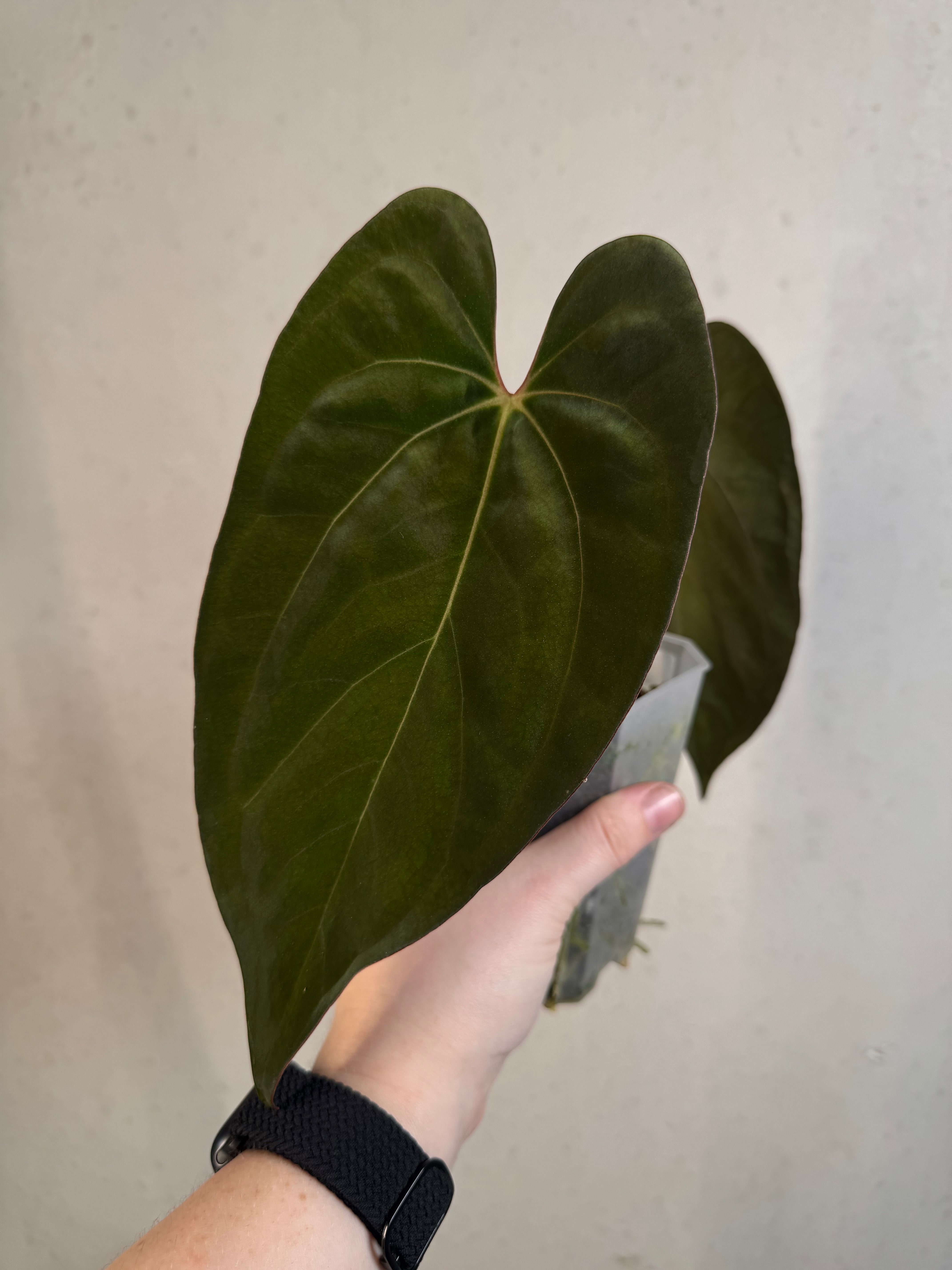 Anthurium Ace of Spades Dark Form x Papillilaminum 'Incurved lobes' - Clone