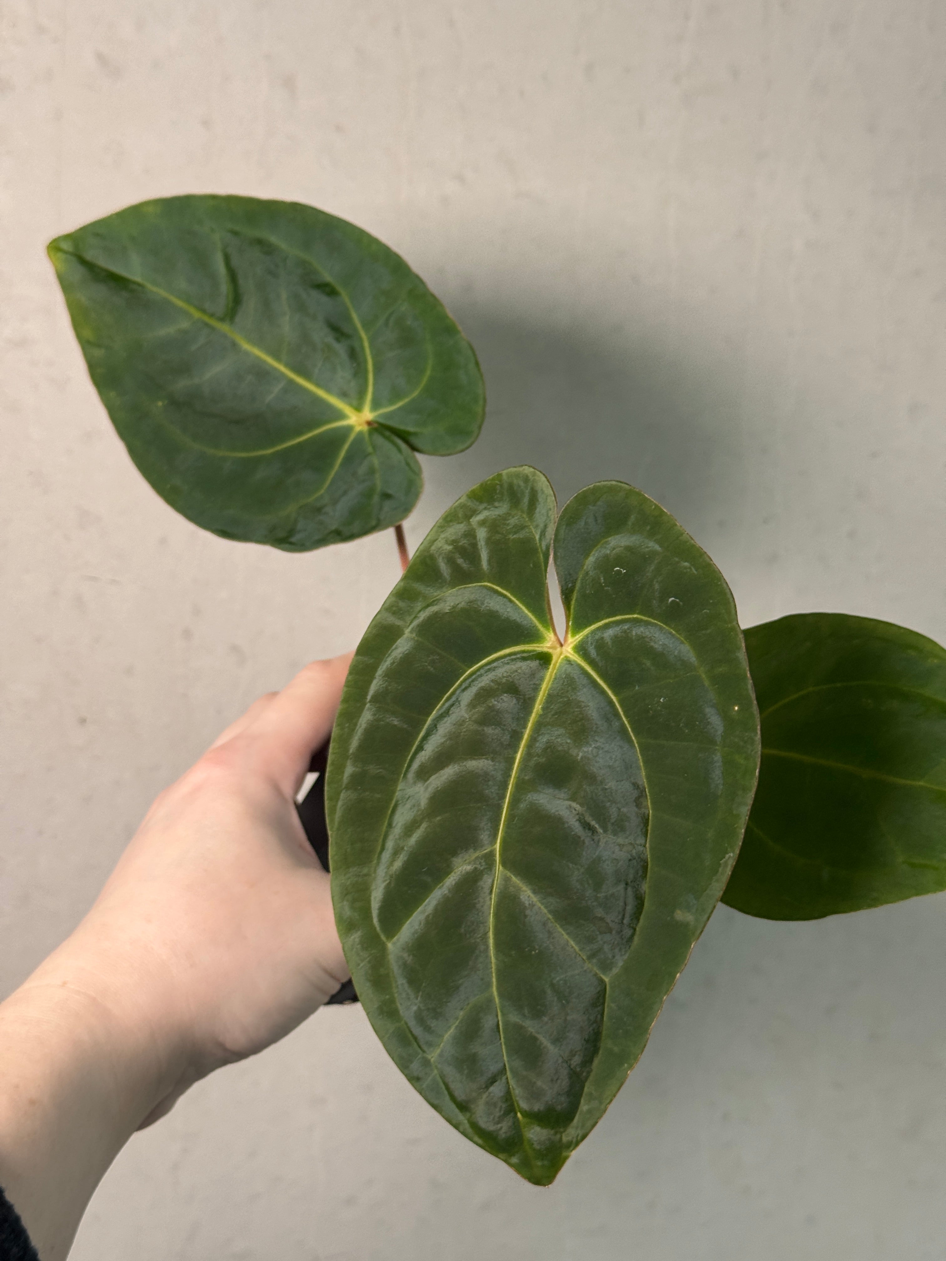 Anthurium Papillilaminum 'Guna Yala' x Luxurians - SMUKHI