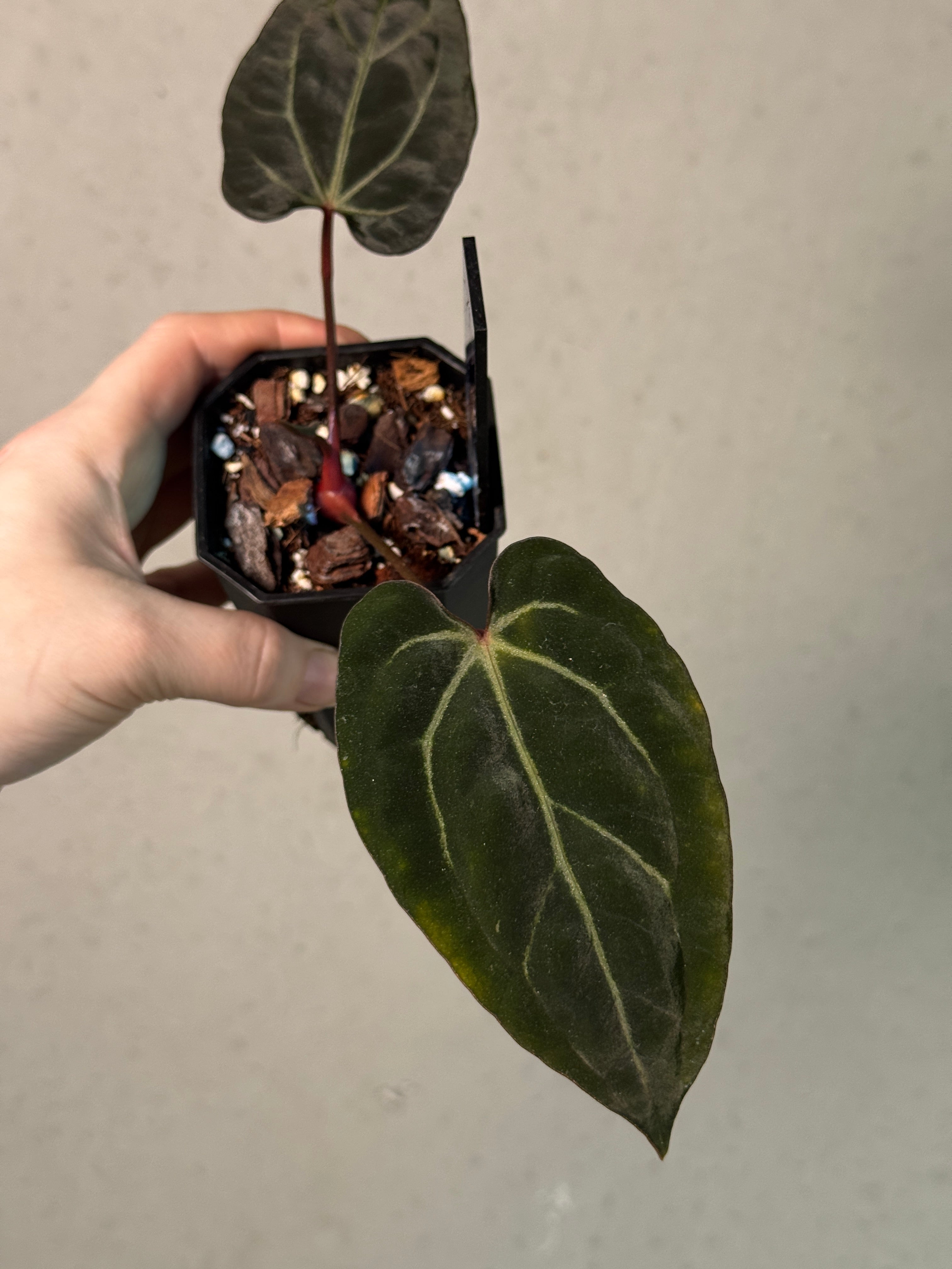 Anthurium Carlablackiae ('Round' x GPH-001) x Portillae 'Dorito' - Clone