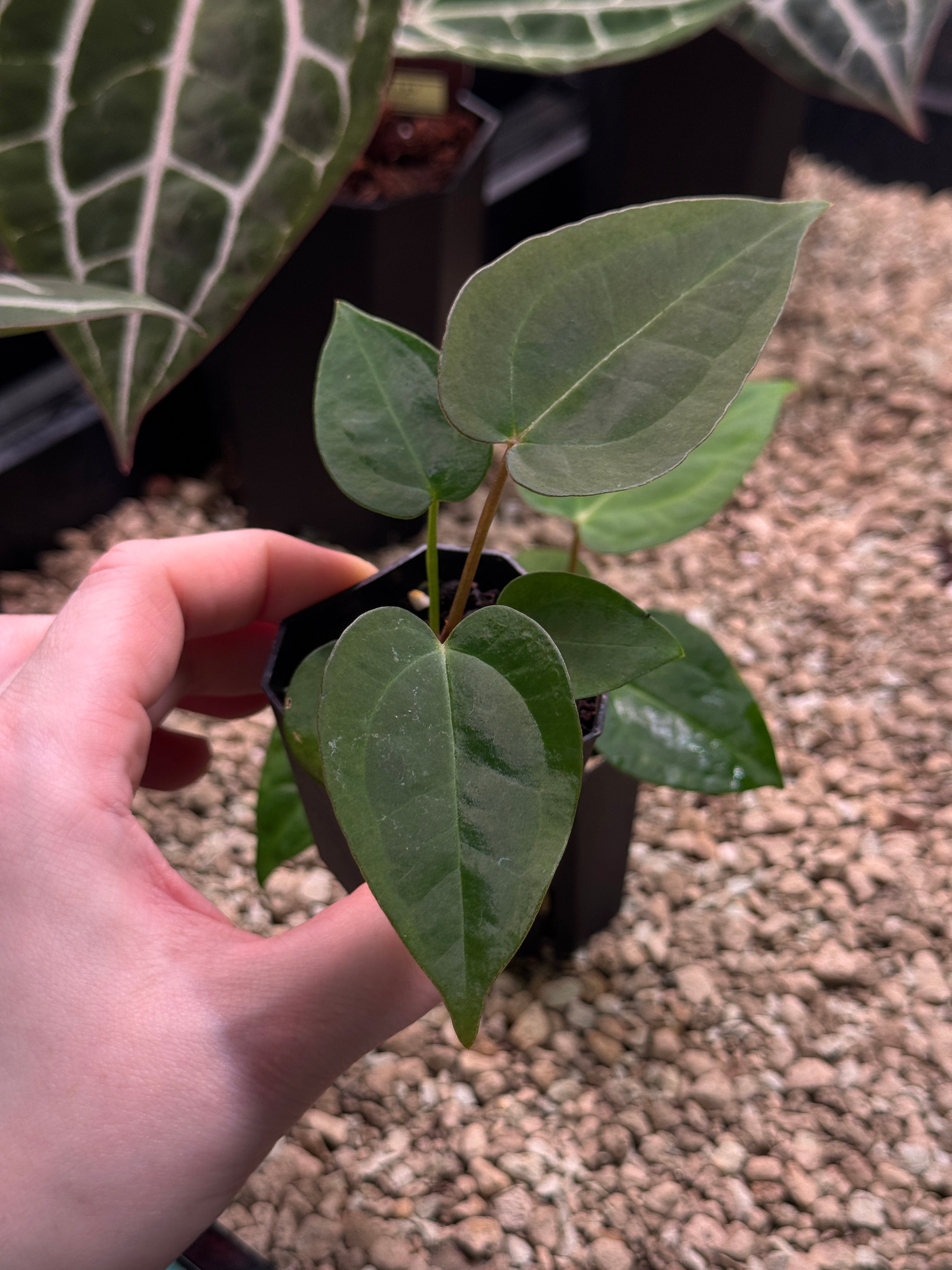 Anthurium (Goliath x Dark Phoenix) x Michelle