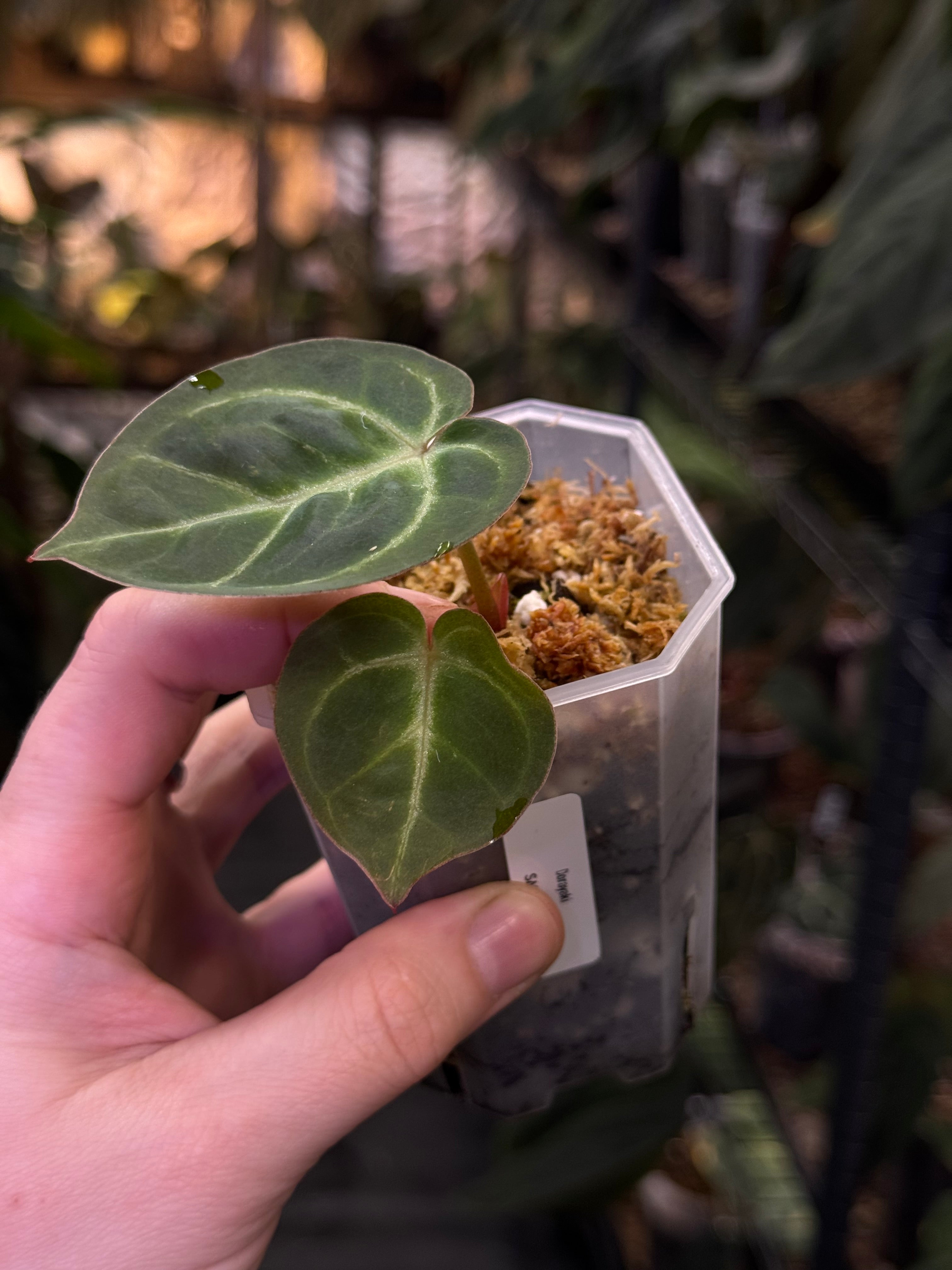 Anthurium Dorayaki - Clone