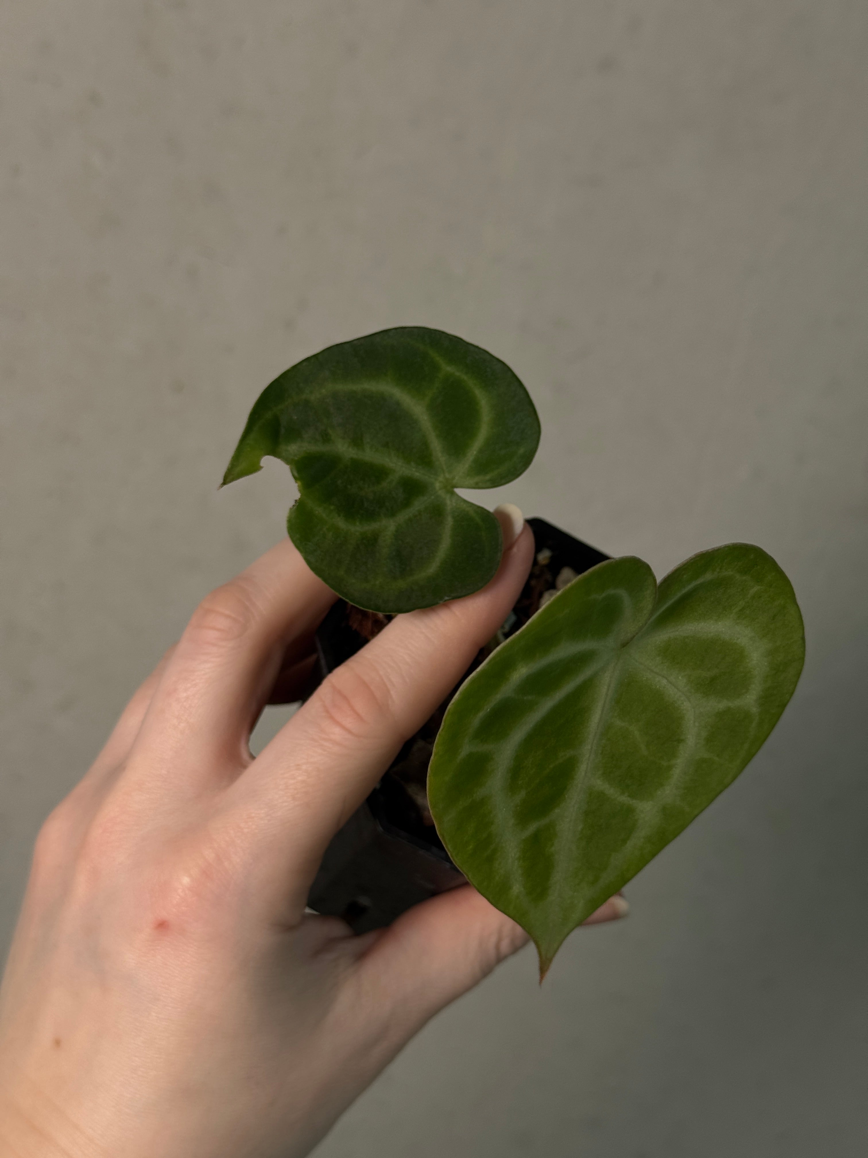 Anthurium King Clarinervium ‘Sulanjana’