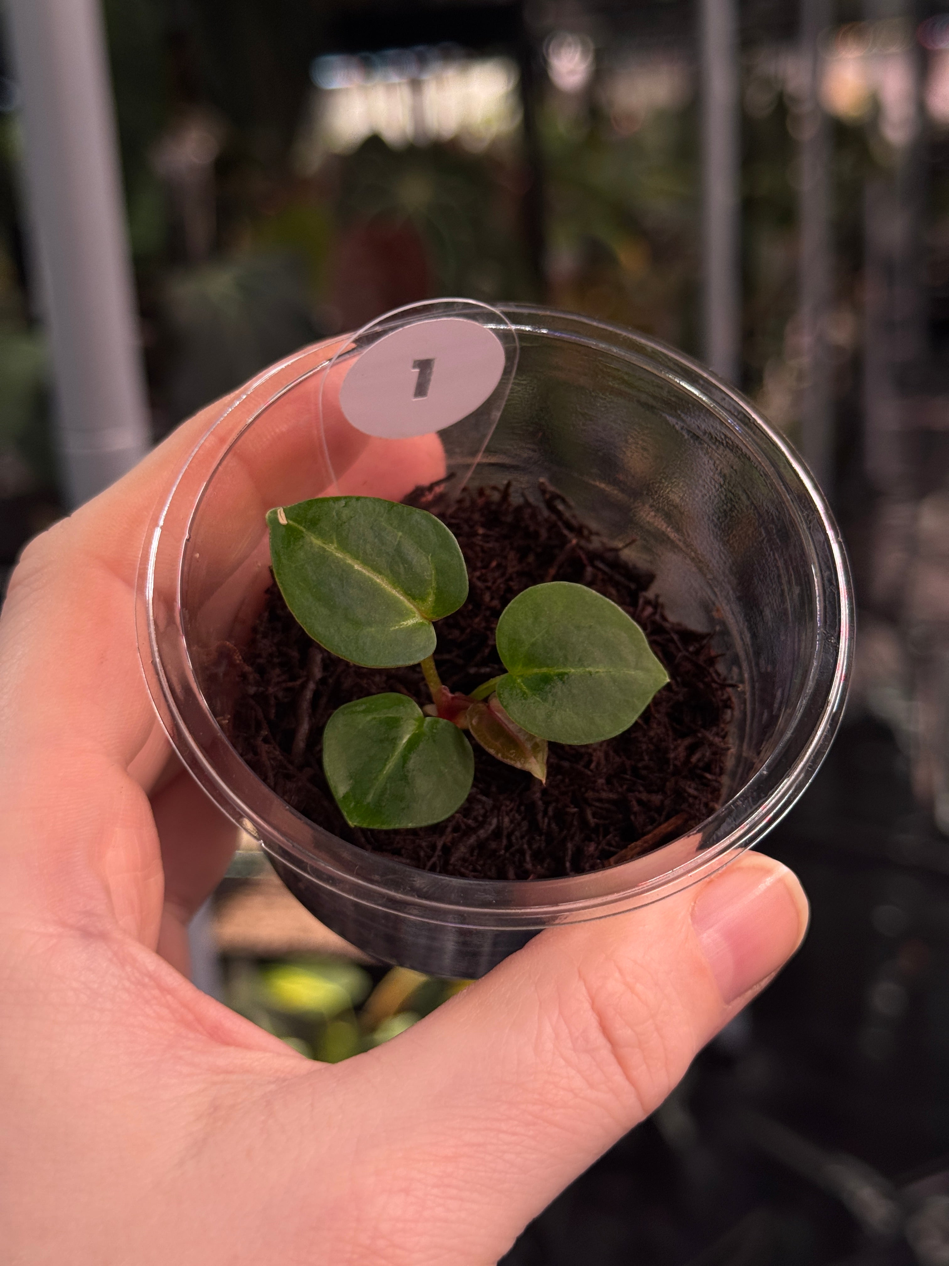 Anthurium (Necromancer x Dreamweaver) x Wonderboy ‘A’