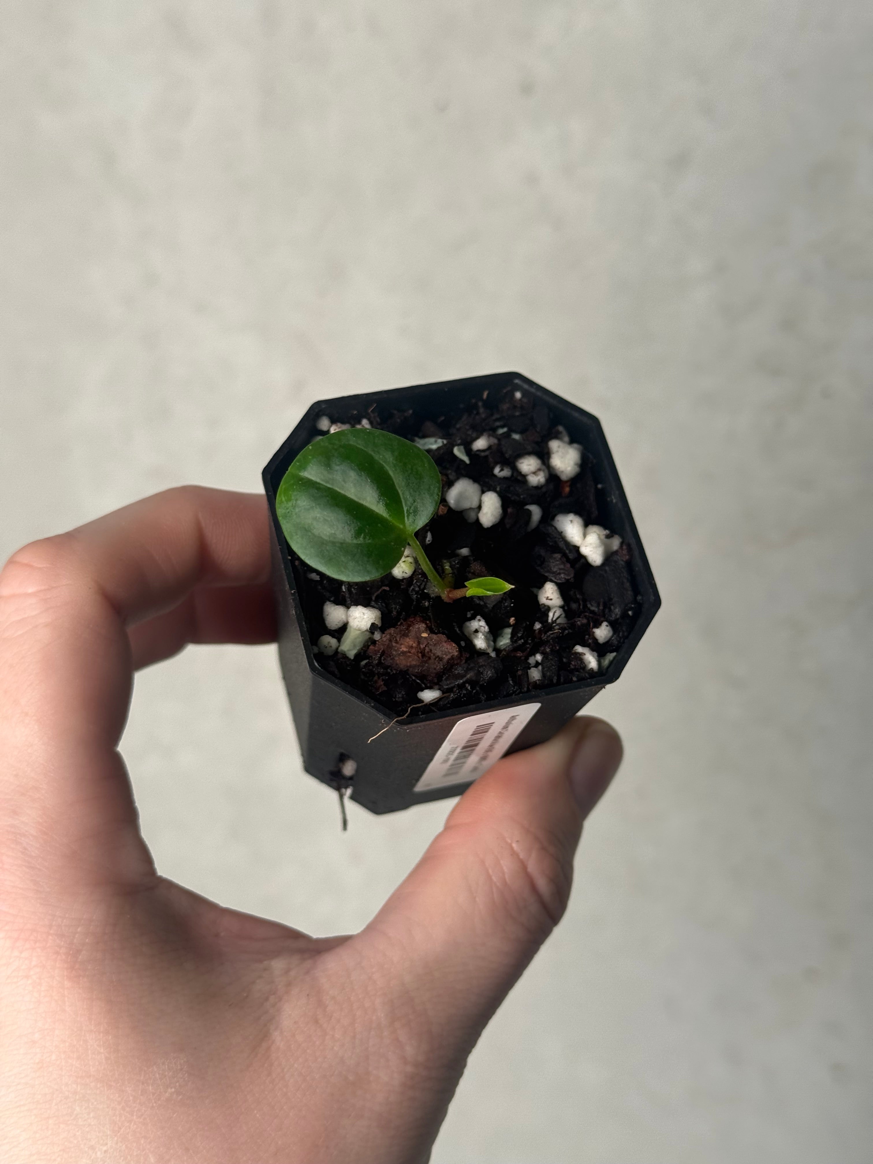 Anthurium Carlablackiae (RA5 x RA10) x ‘Carlita’