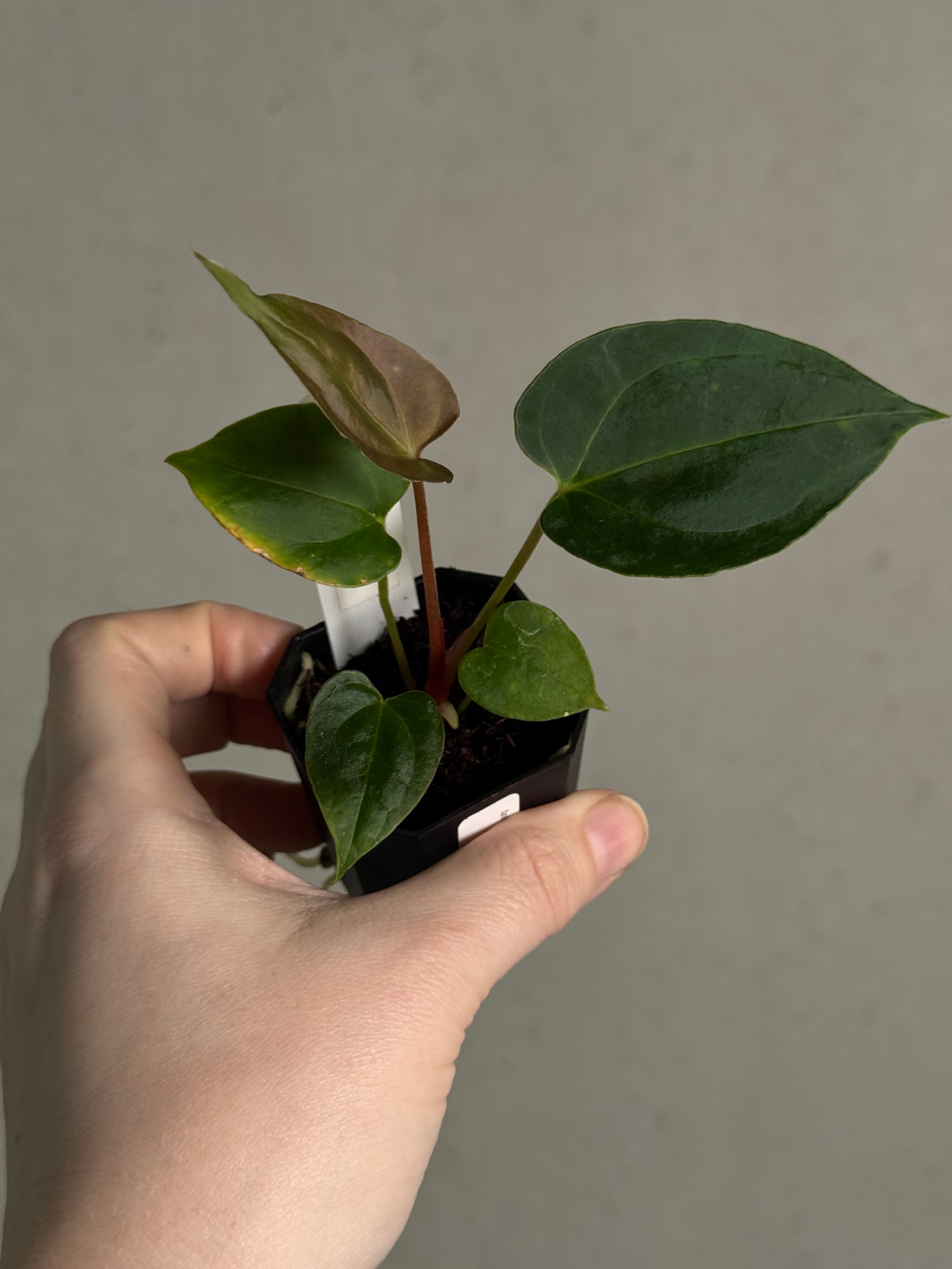 Anthurium (Goliath x Dark Phoenix) x Blue Papillilaminum - SMUKHI