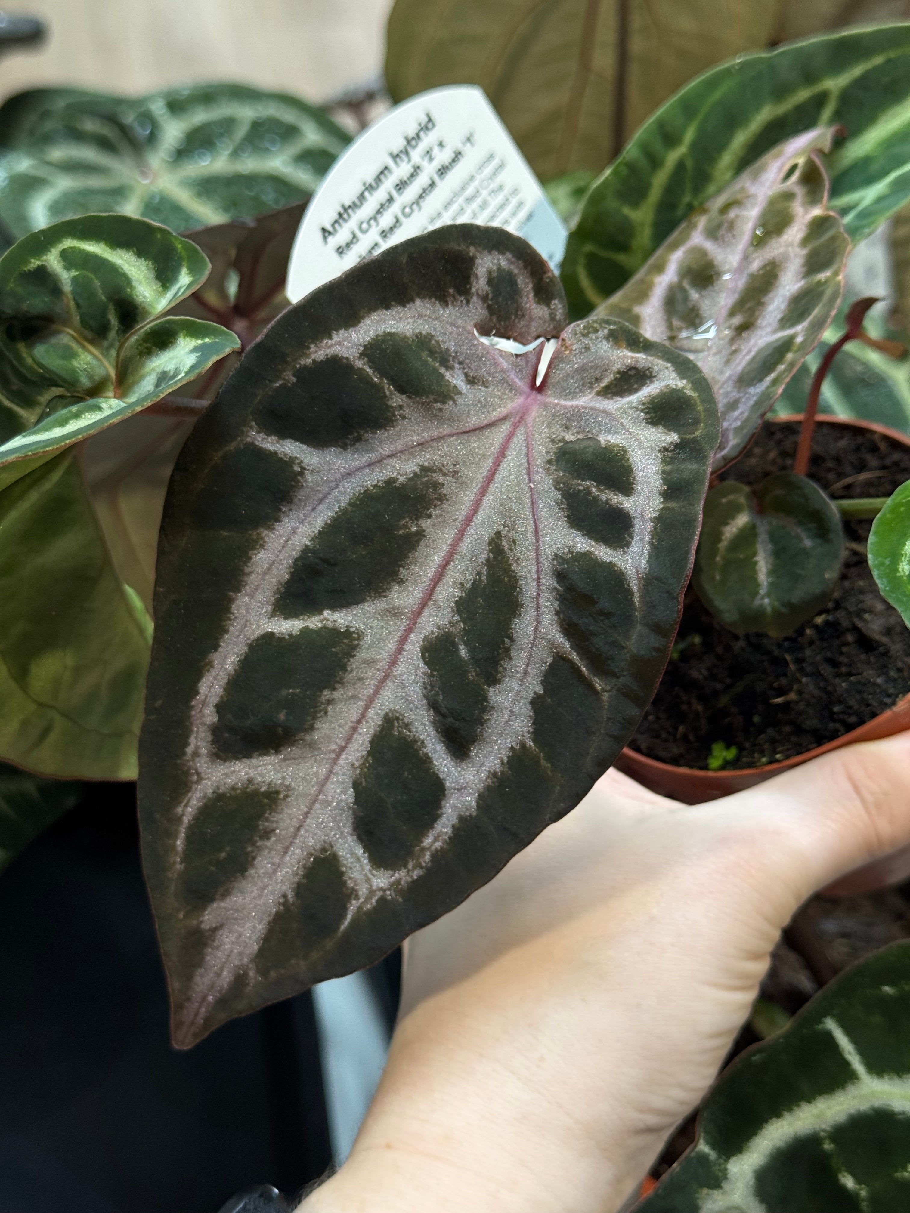 NFS: Anthurium Red Crystal Blush '2' x '1'