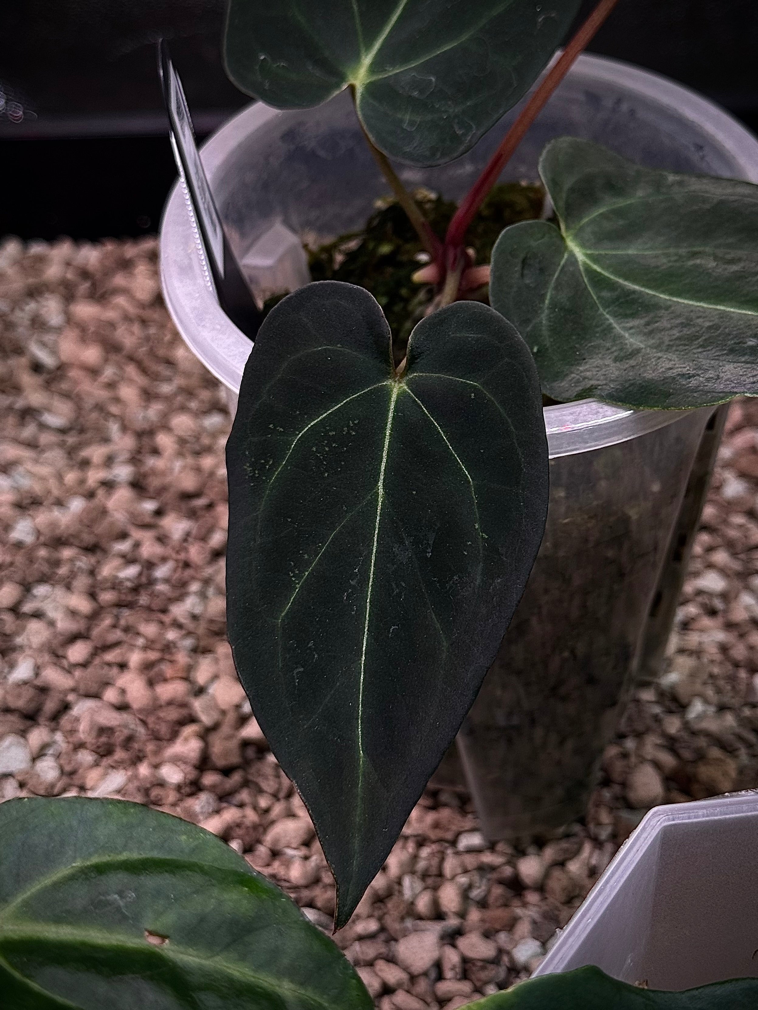 NFS: Anthurium Black Widow x Black Widow #4