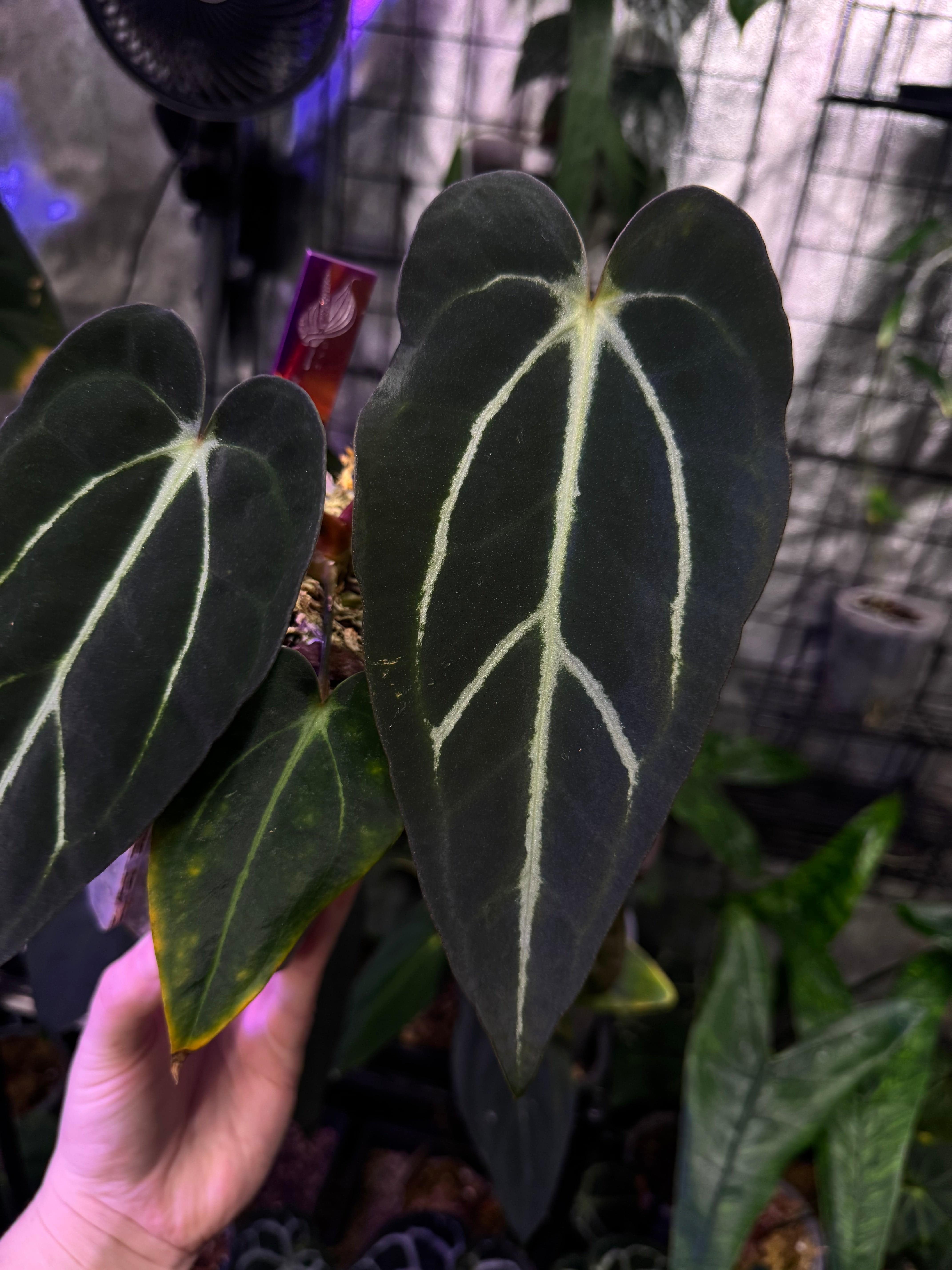 NFS: Anthurium Carlablackiae ‘Round’ x GPH-001 #1 - SMUKHI