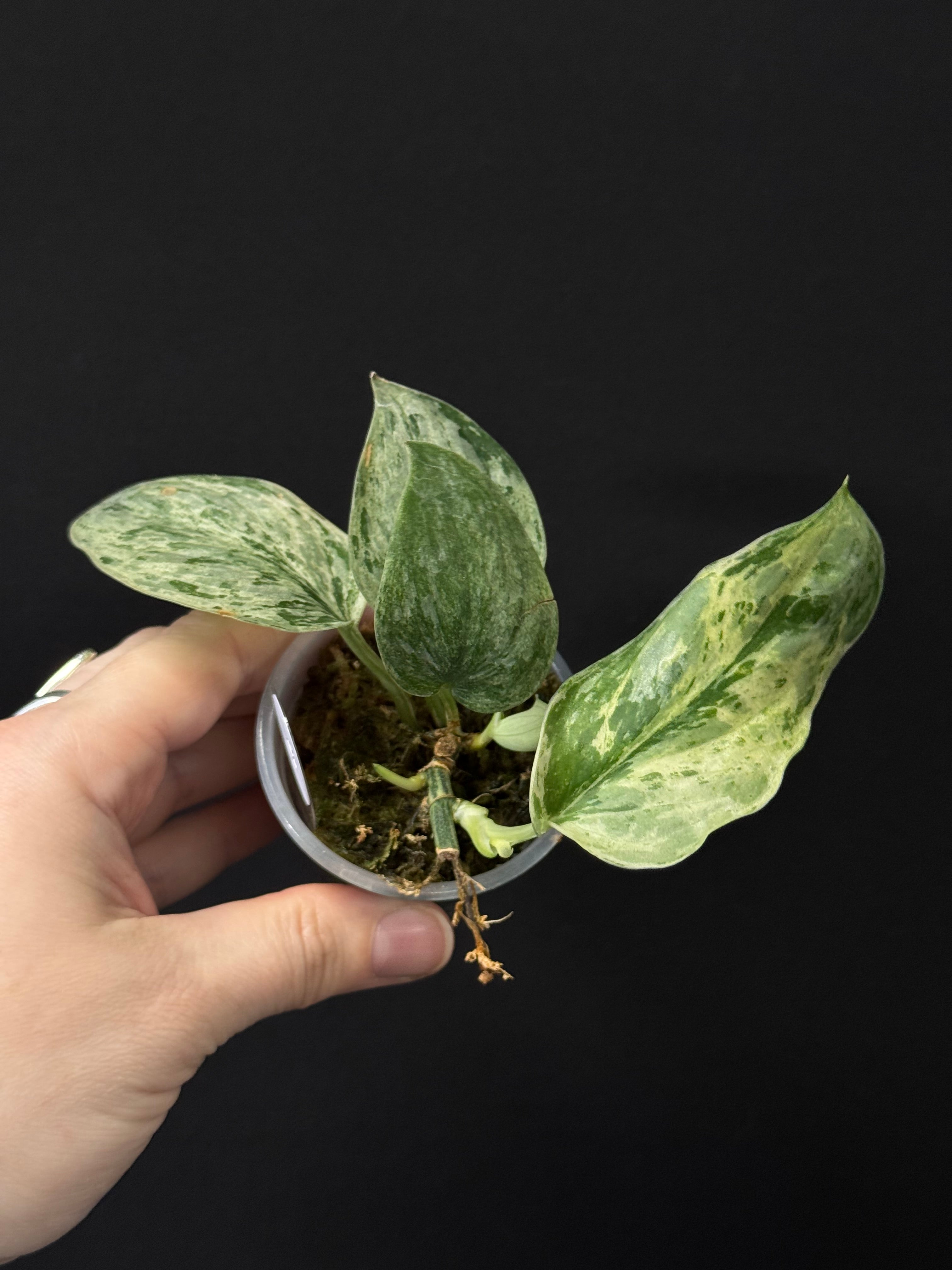 Scindapsus Peasun