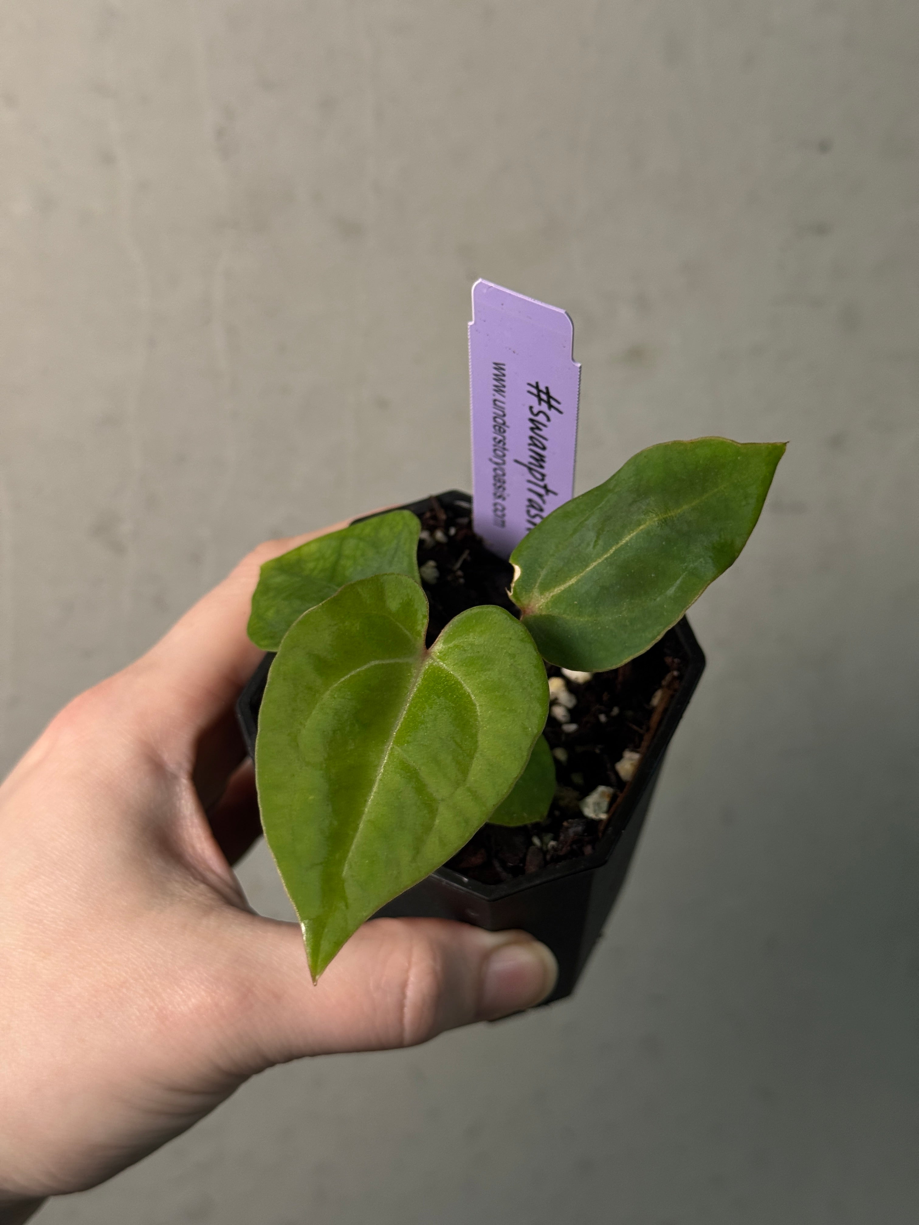 Anthurium Stripey X2 x Besseae aff 'Spider' - SMUKHI