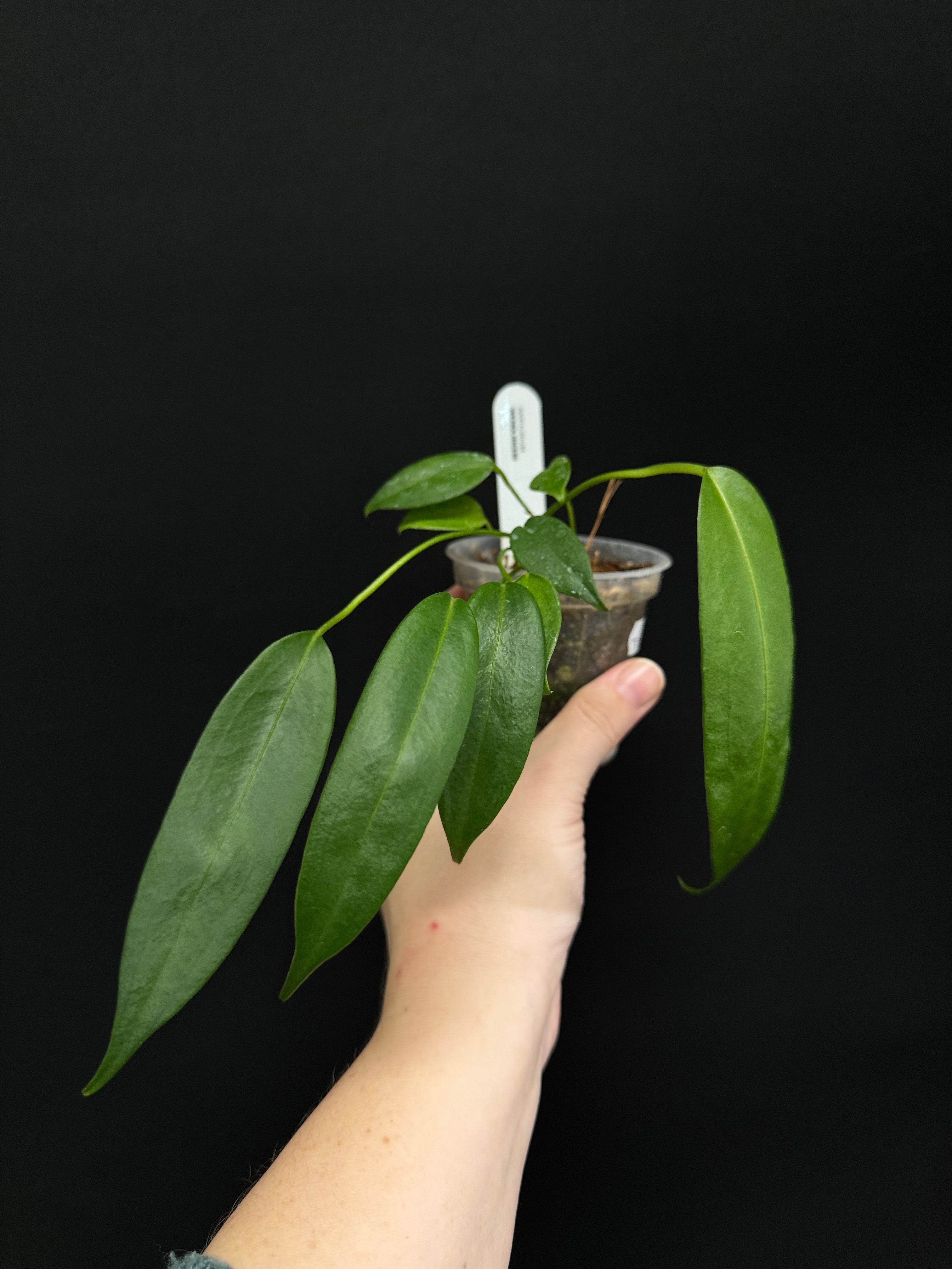 Anthurium Wendlingeri - Small/Medium