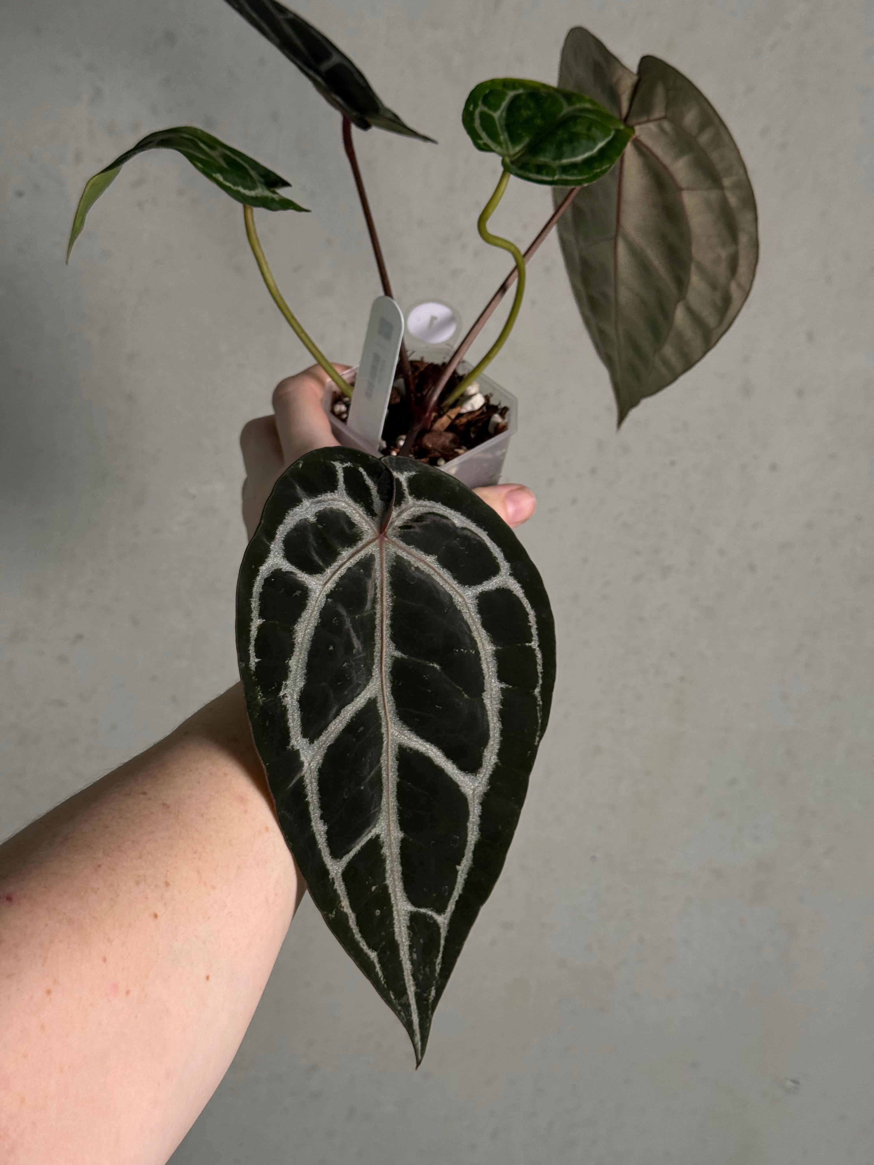 Anthurium DocBlock Michelle - SMUKHI