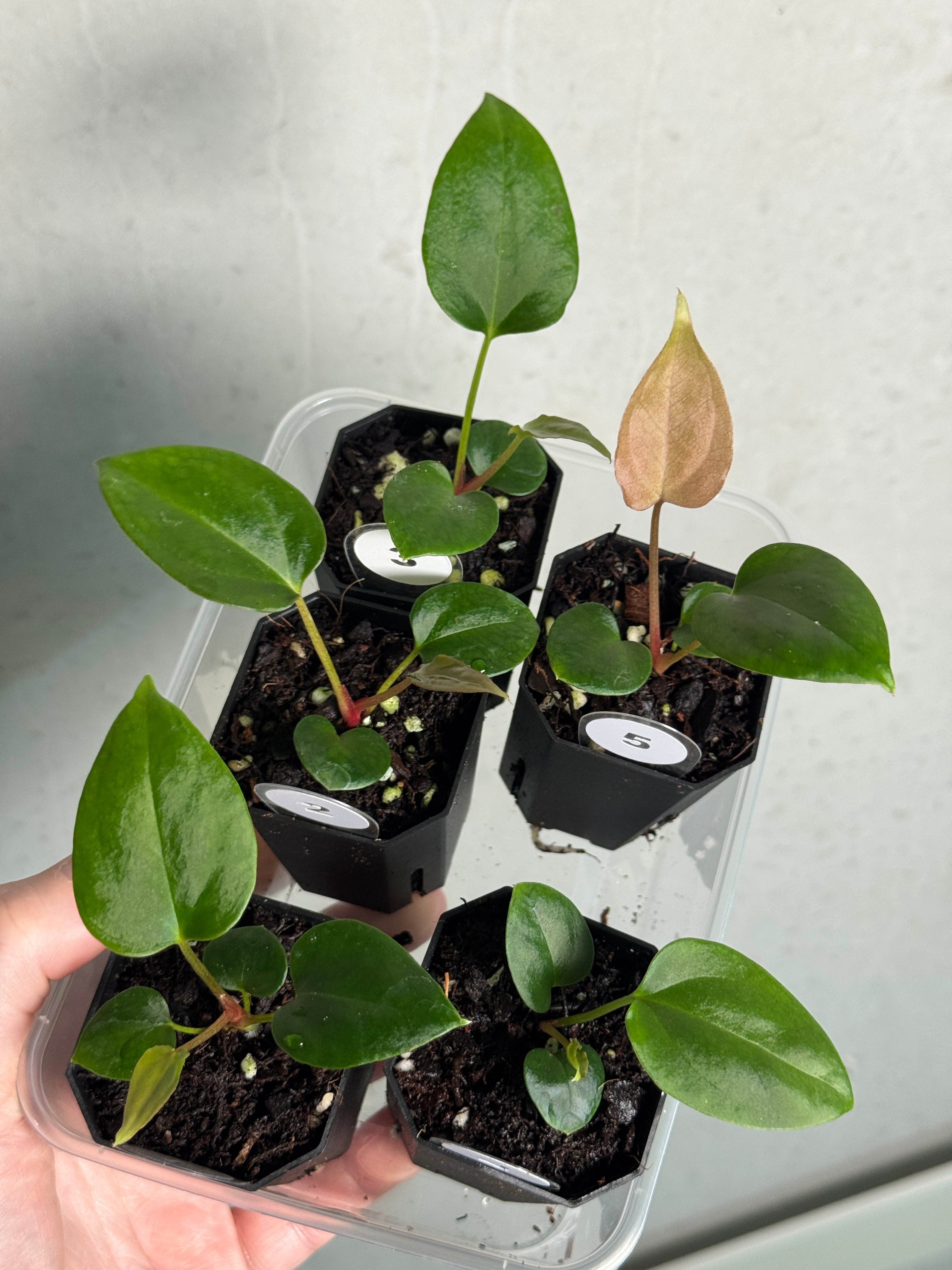 Anthurium Mr. Worldwide #2 x BVEP (‘Round’ x ‘Felix’) - SMUKHI