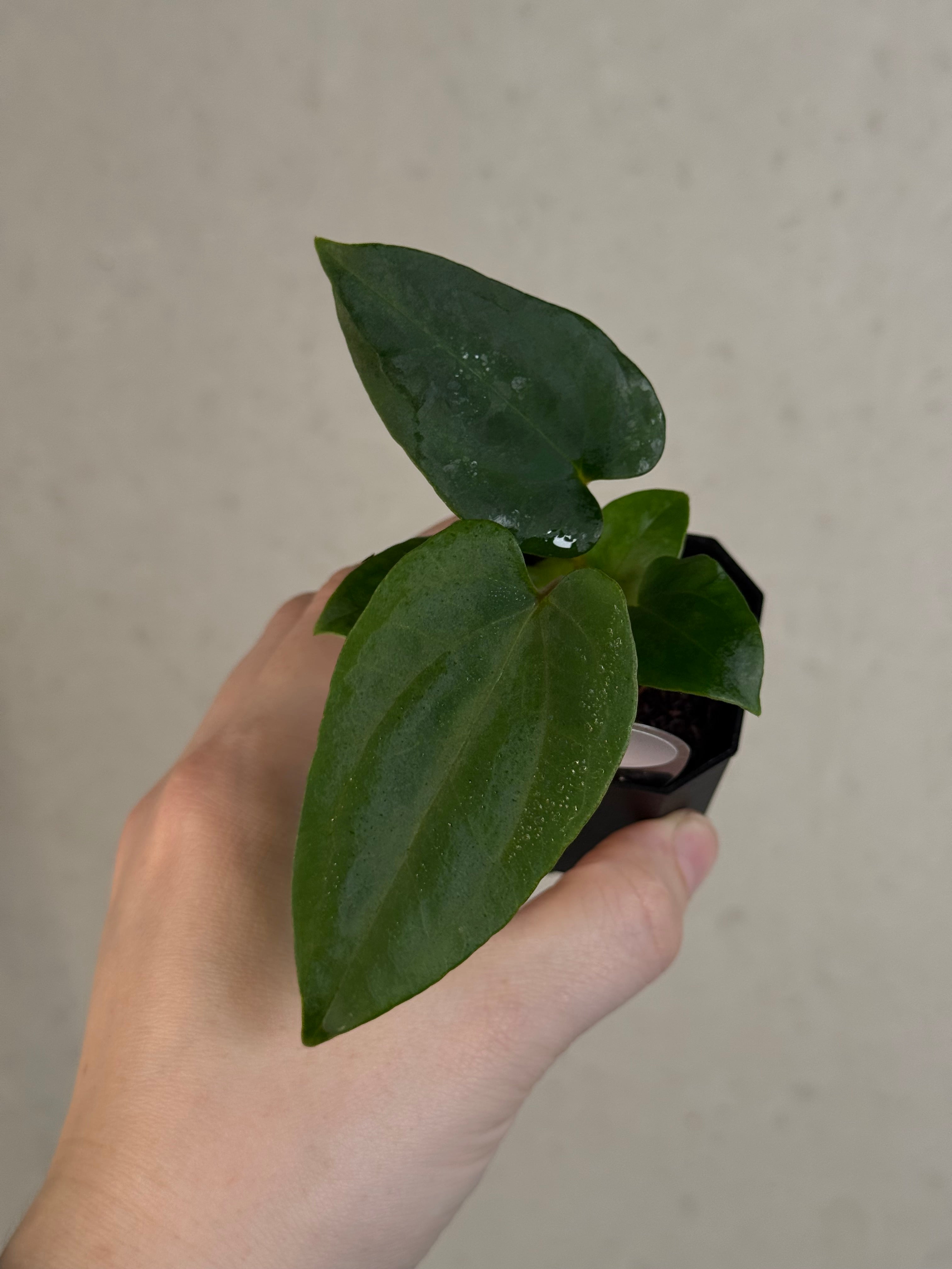 Anthurium (Fort Sherman x Dressleri RG) x (Ralph Lynam x self)