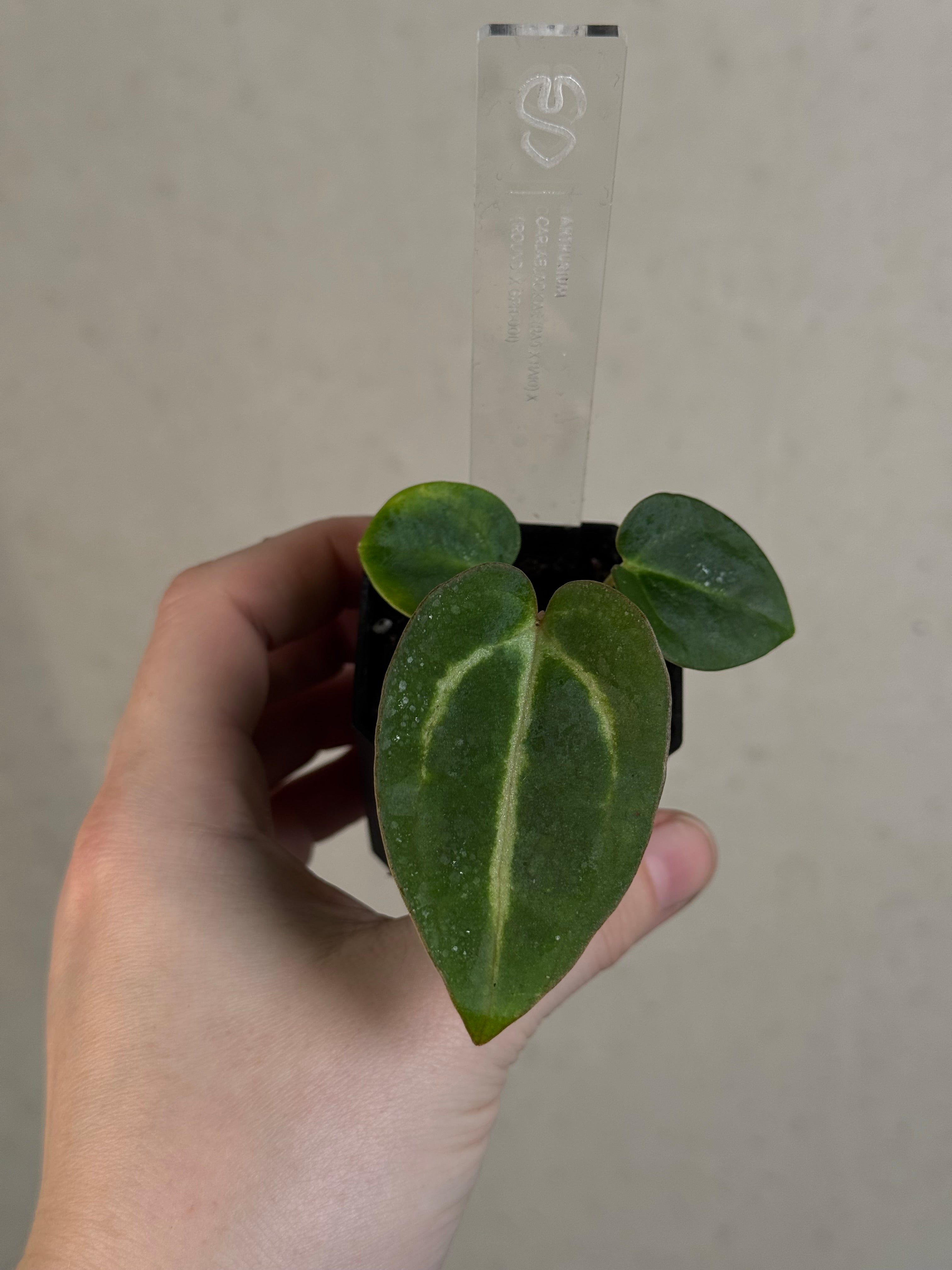 Anthurium Carlablackiae (RA5 x RA10) x ('Round' x GPH-001)