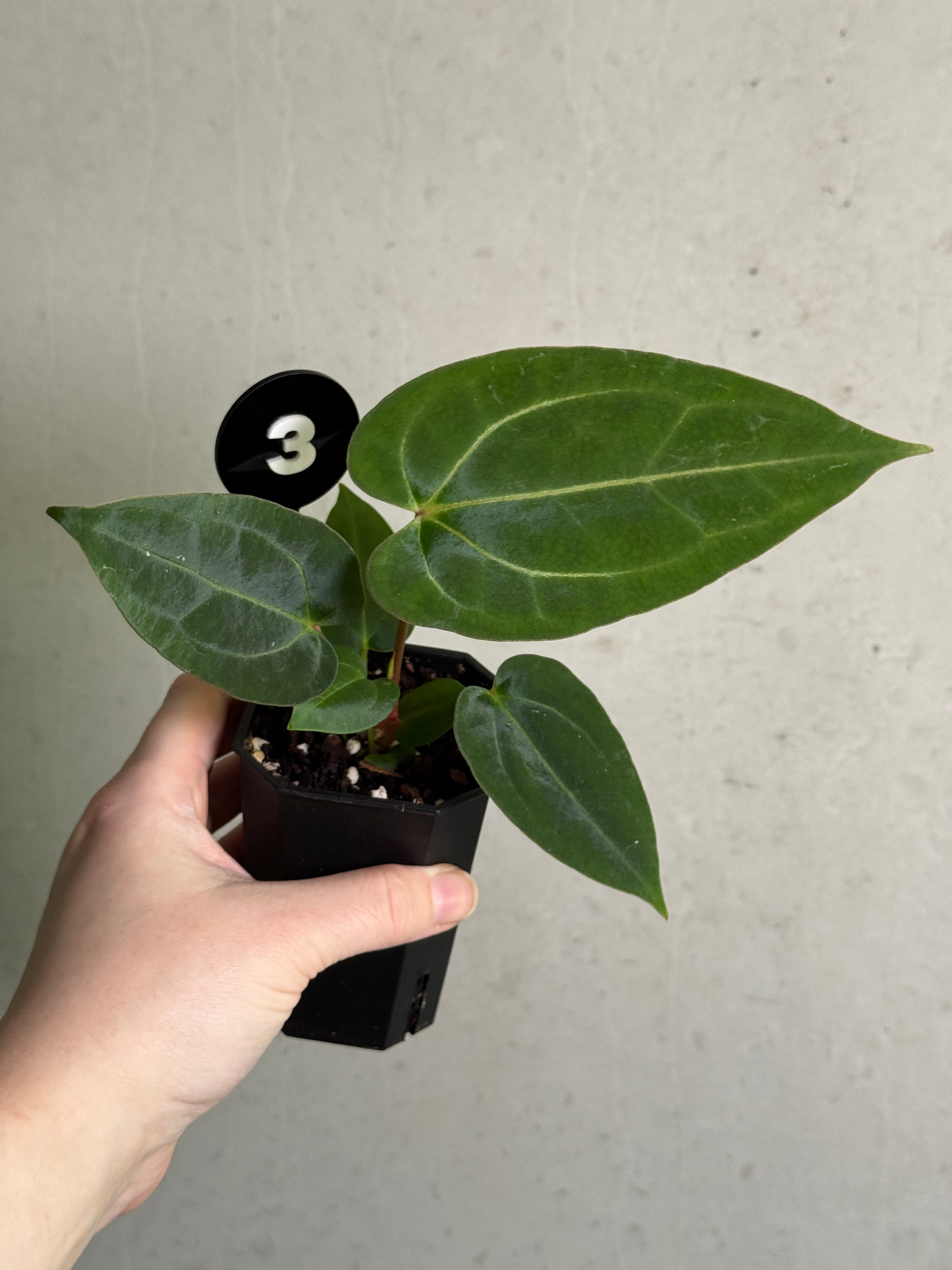 Crystallinaminum Anthurium Carlablackiae RA10 x sp. Nov plant with dark green and black foliage, lush and vibrant leaves.
