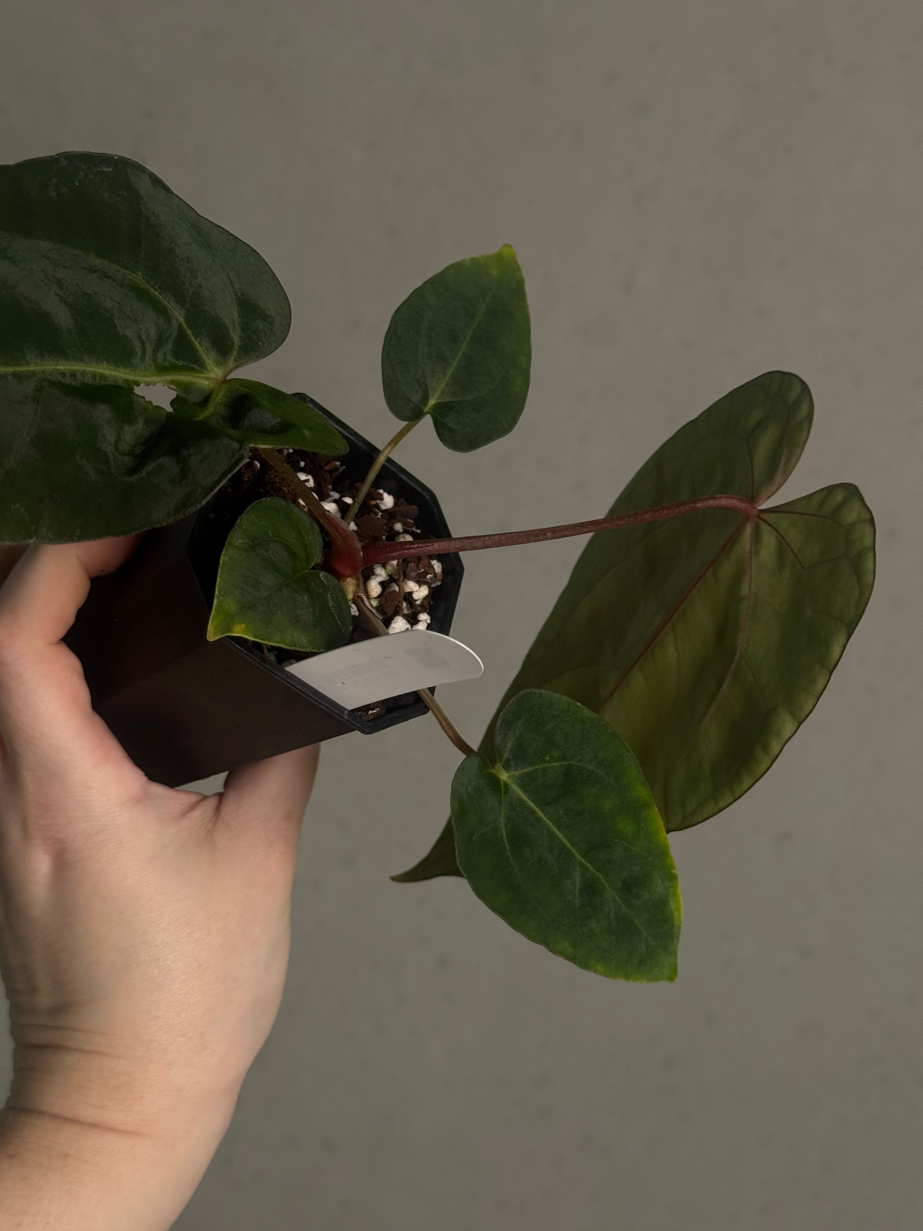 Anthurium (Ralph Lynam x Fort Sherman) x Carlablackiae 'Amanda' - Clone - SMUKHI