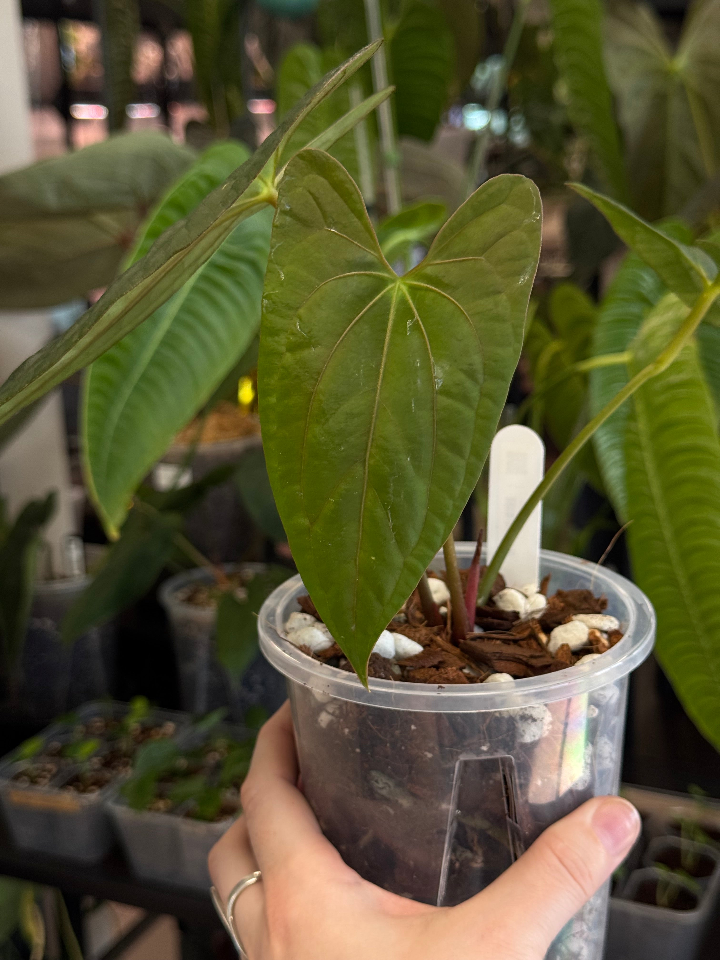Anthurium ‘Lost Tag’