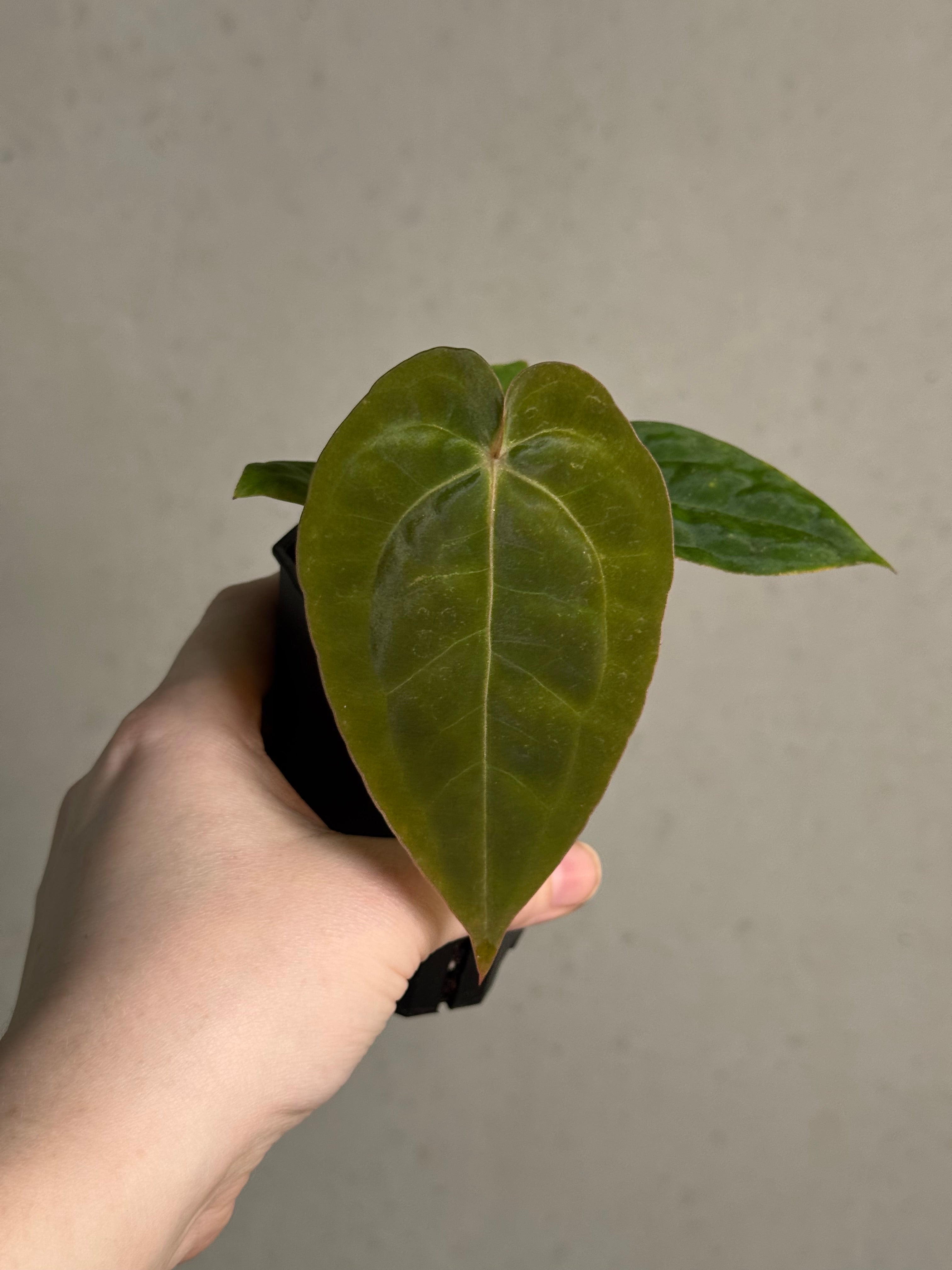 Anthurium Michelle x Papillilaminum ‘Guna Yala’ - SMUKHI