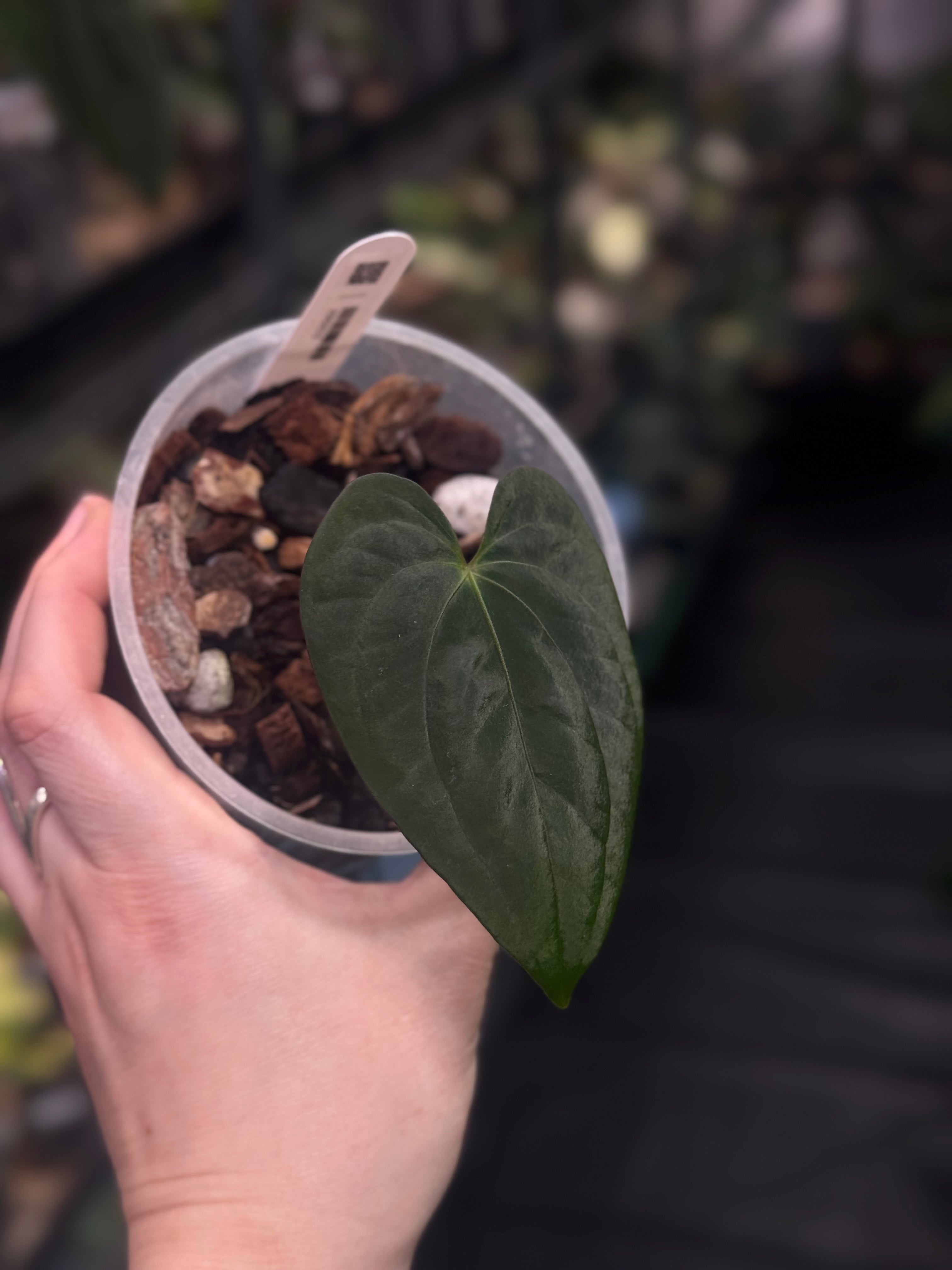 Anthurium ‘Lost Tag’