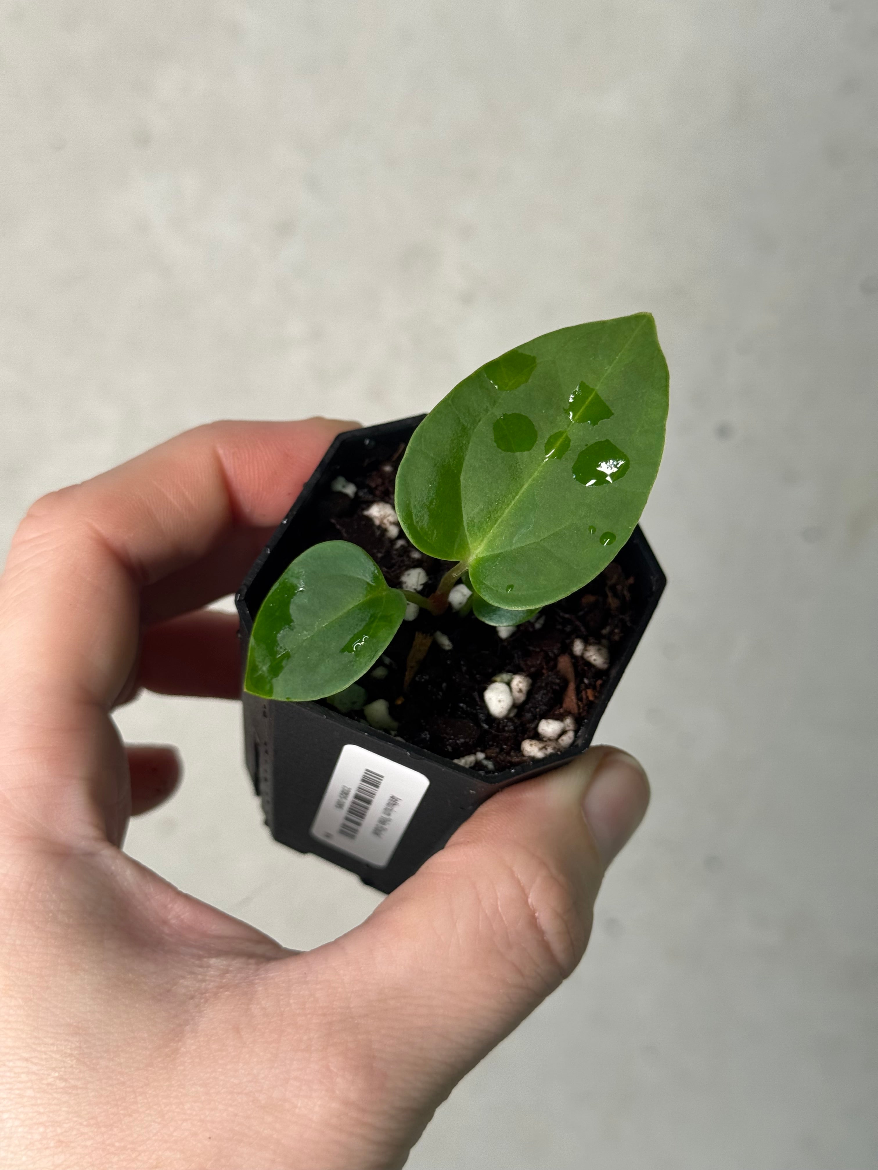 Anthurium ‘Vein Blade’