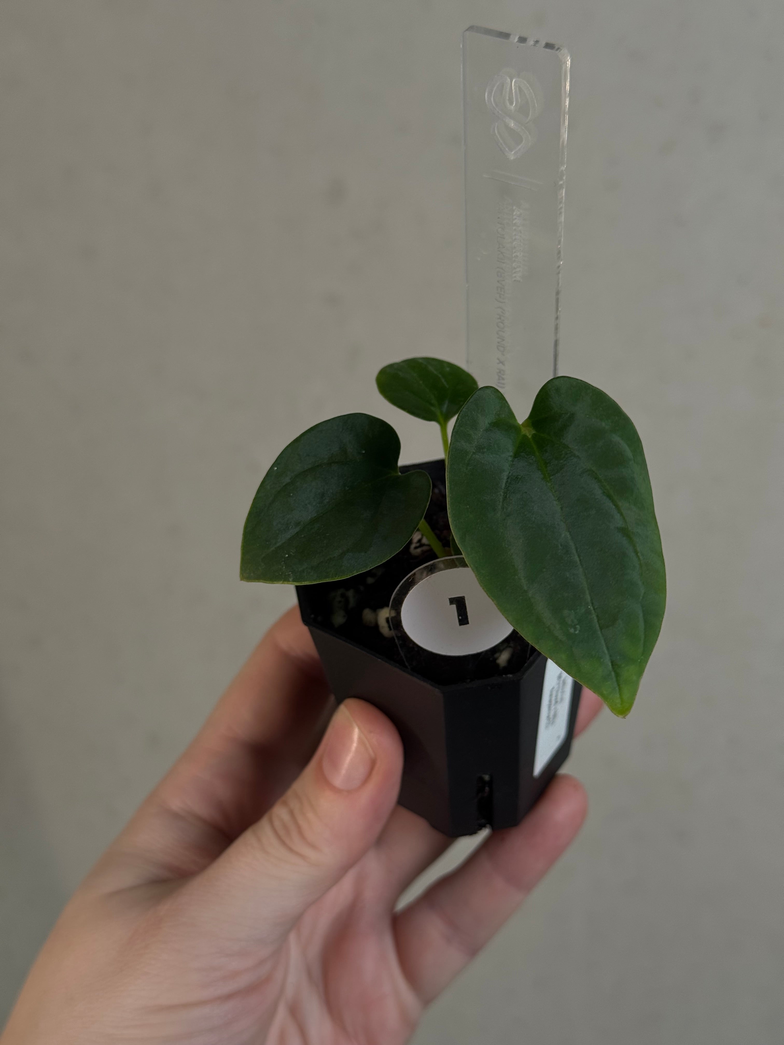 Anthurium BVEP ('Round' x RA1) x Kunayalense CC1