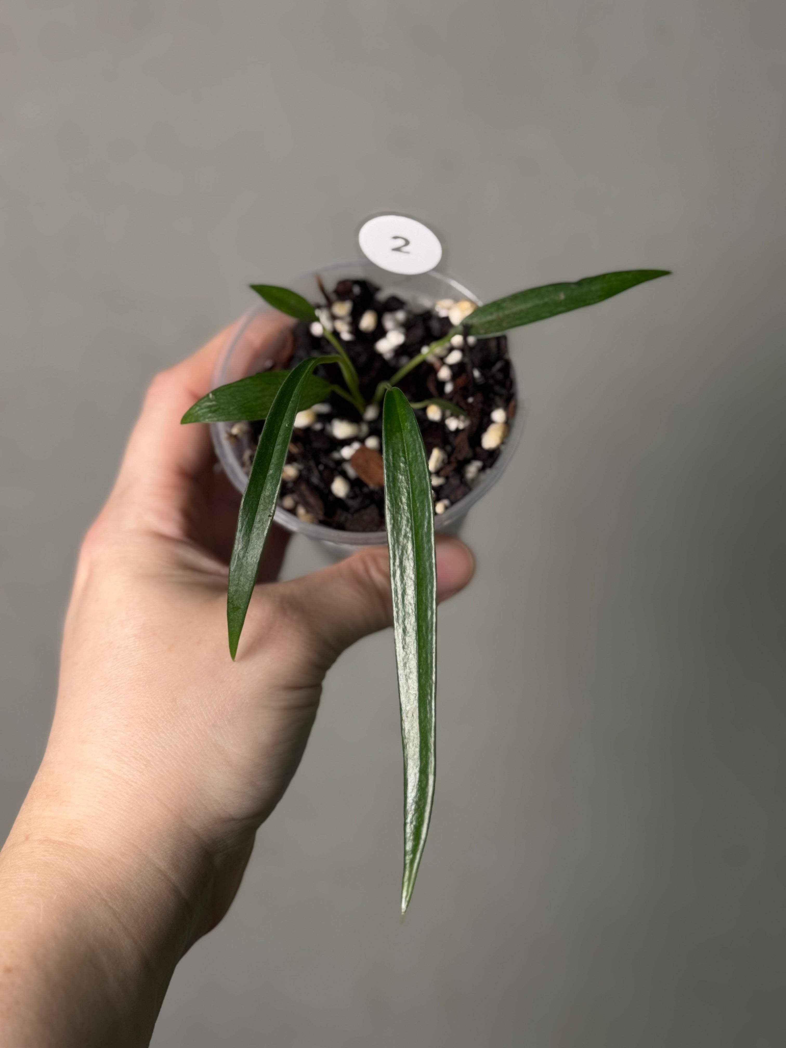 Anthurium Friedrichsthalii S1