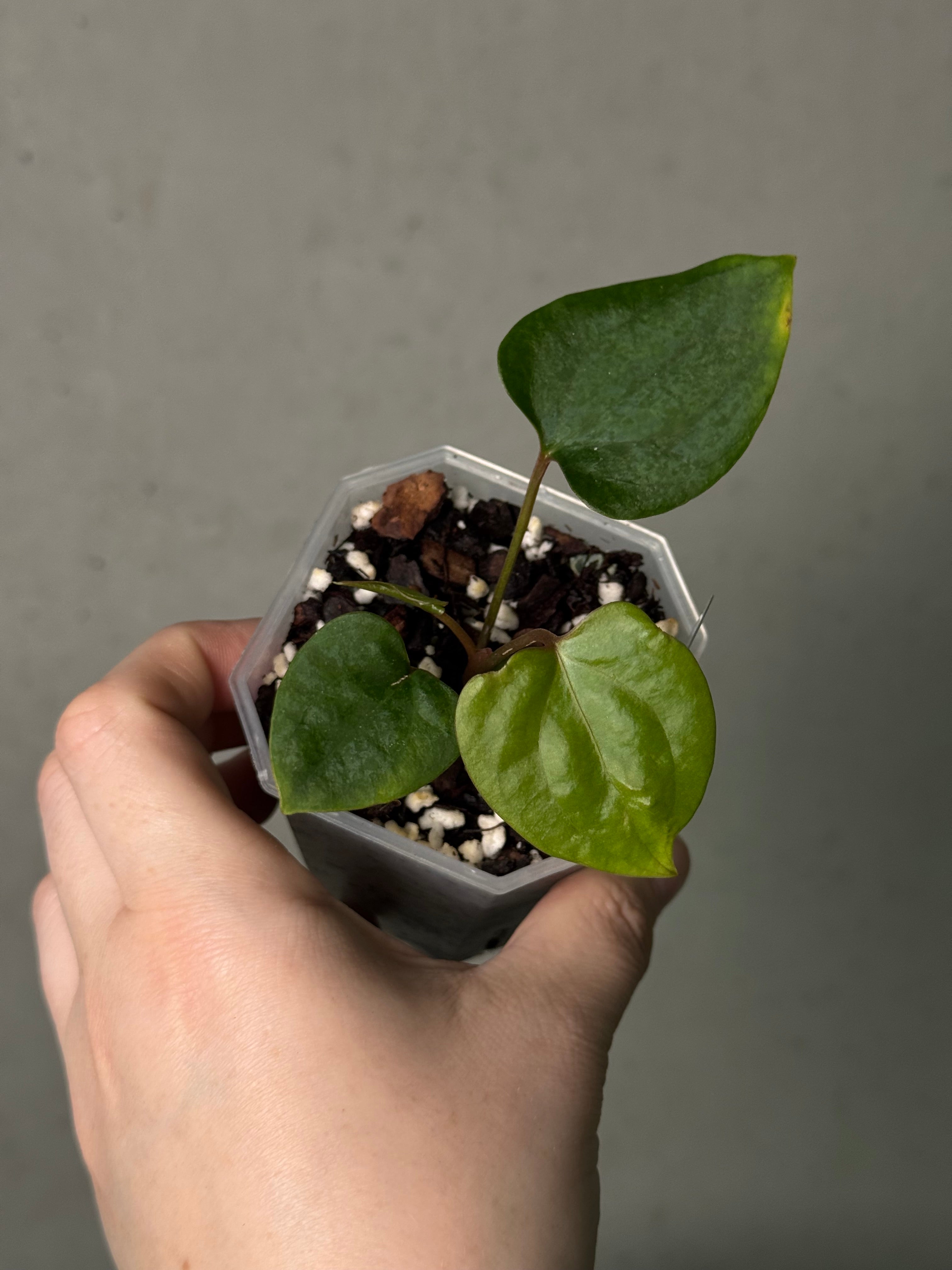 Anthurium cf. Sagittatum S1