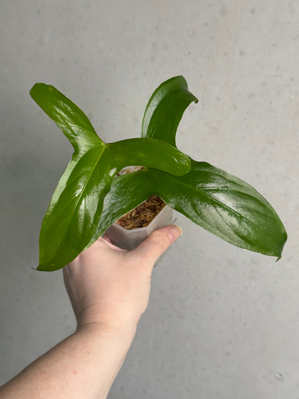 Pink Anthurium Pinkleyi plant with vibrant pink spathes and lush green leaves, grown by SMUKHI.