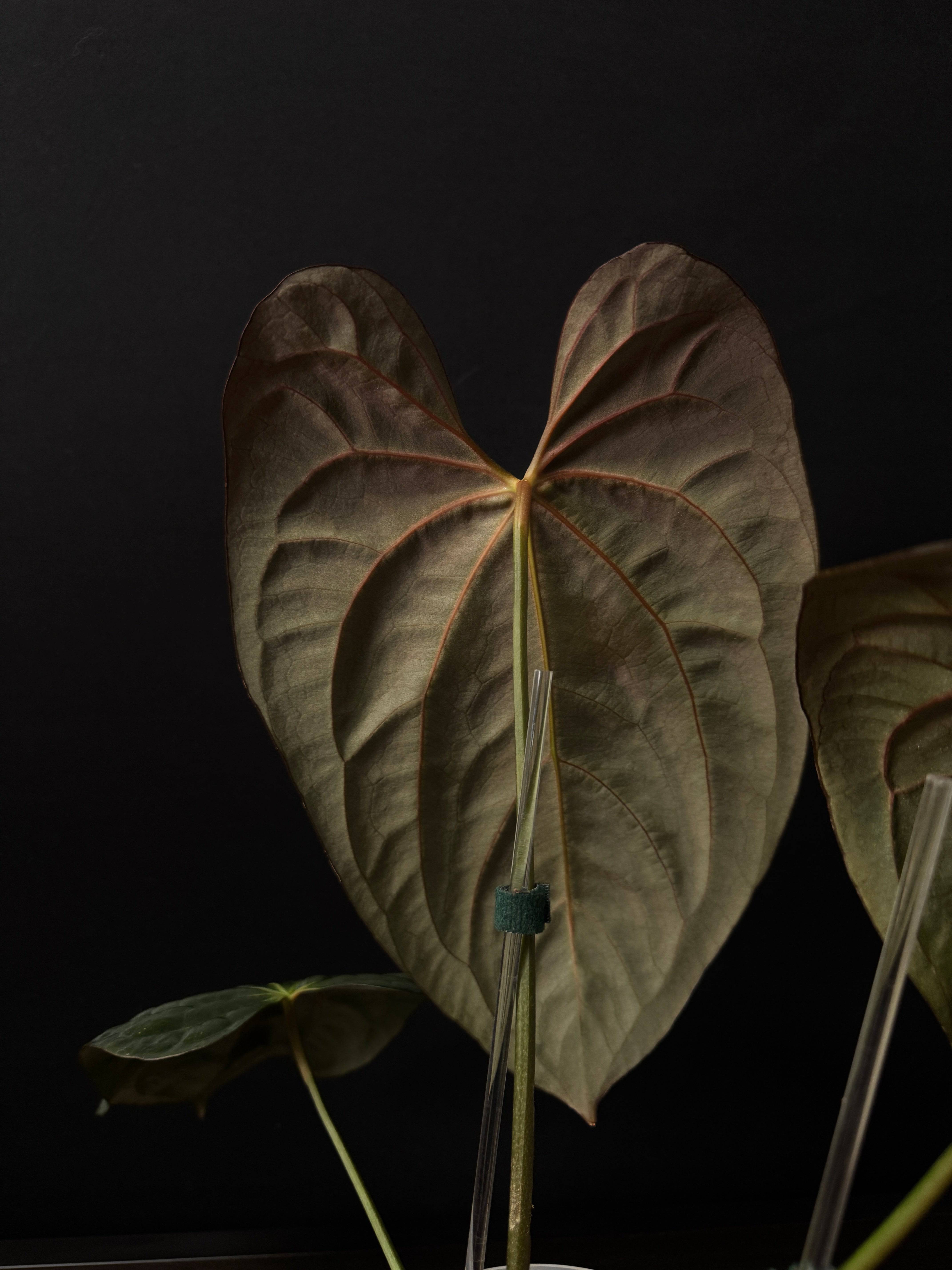 NFS: Anthurium Papillilaminum 'Lunox' S1 - SMUKHI