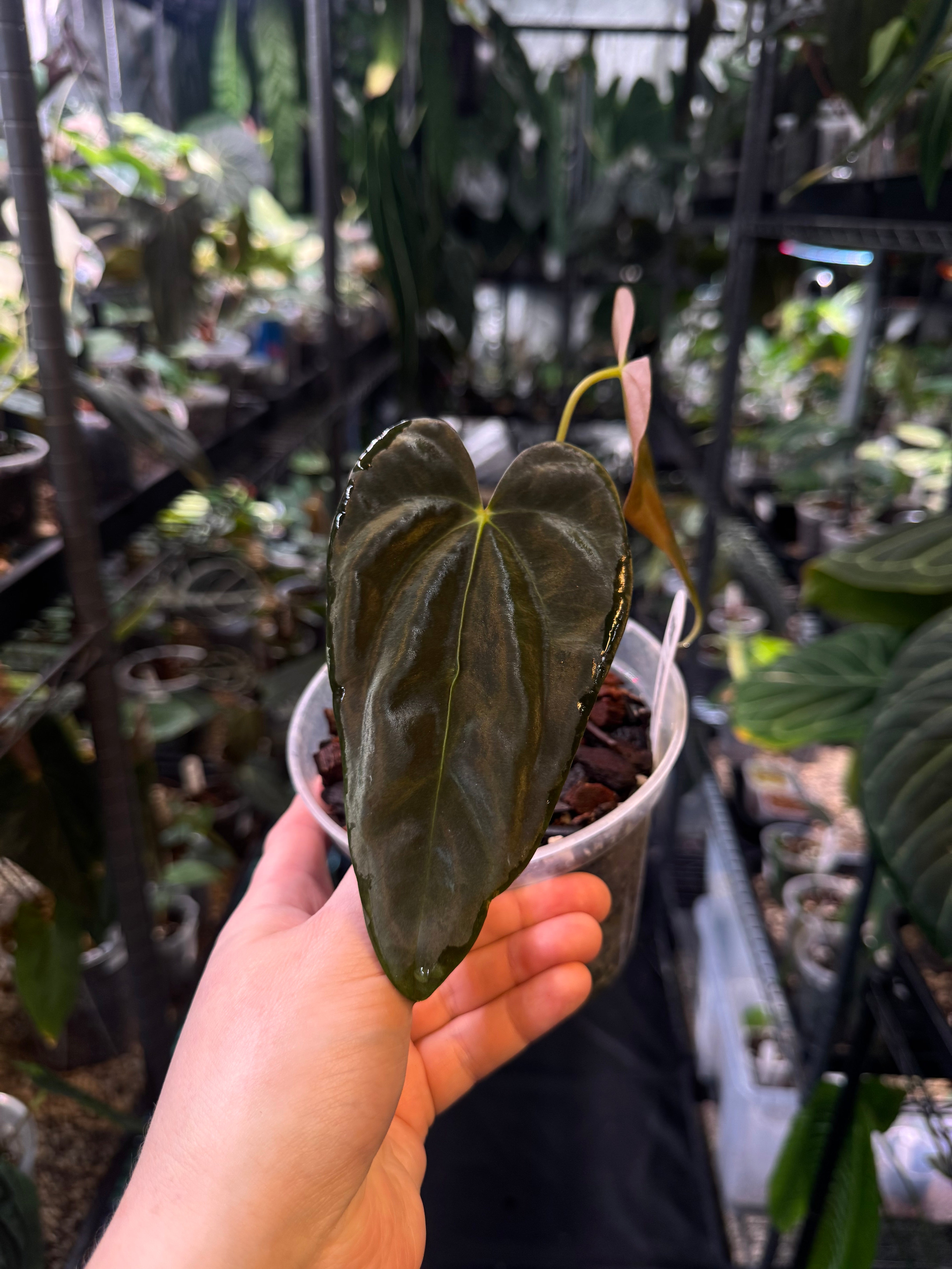 Anthurium FSxRL ‘Grim Reaper’ x Papillilaminum RA6 - Cutting