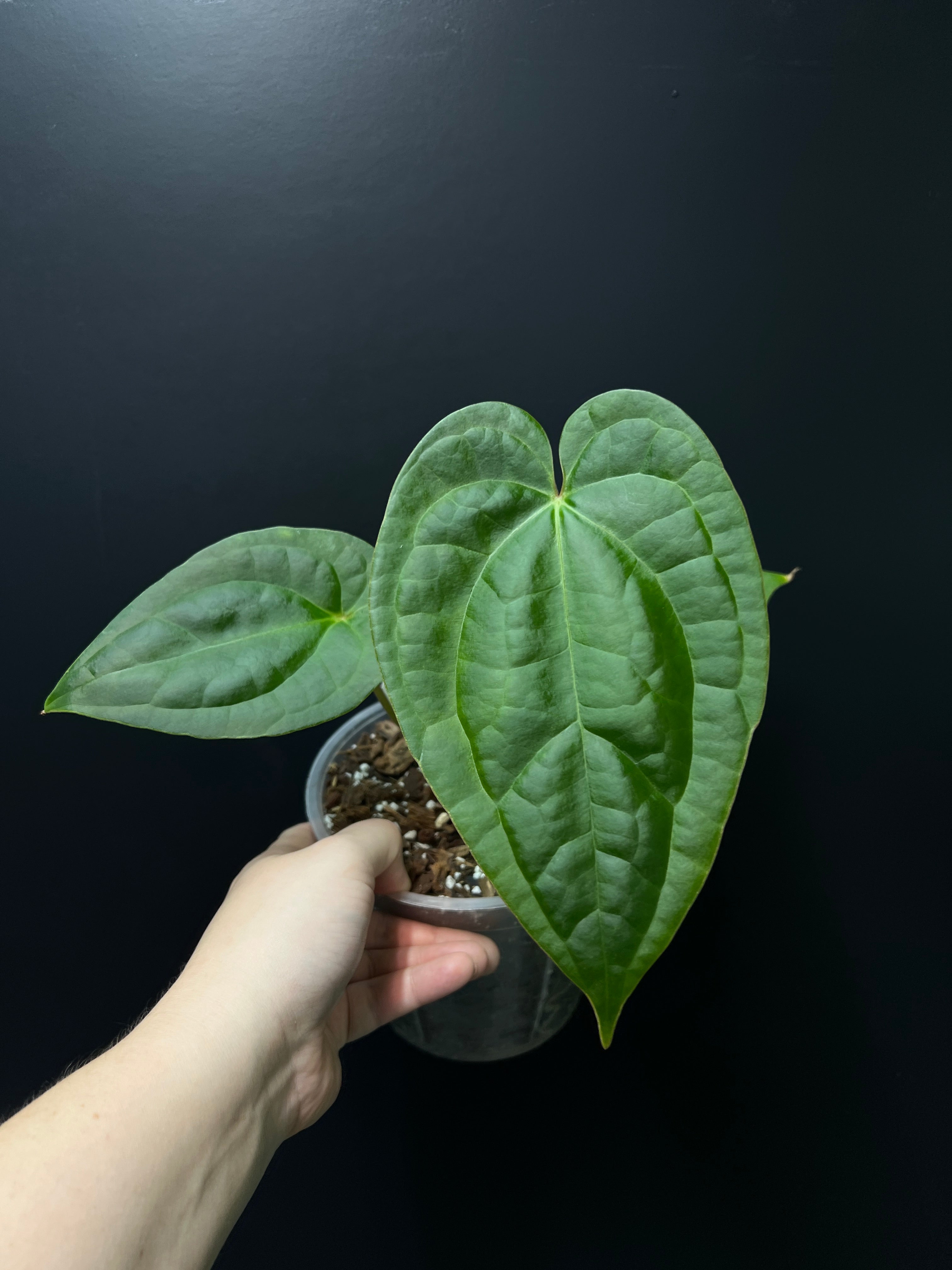 Anthurium Crystallinum x Luxurians