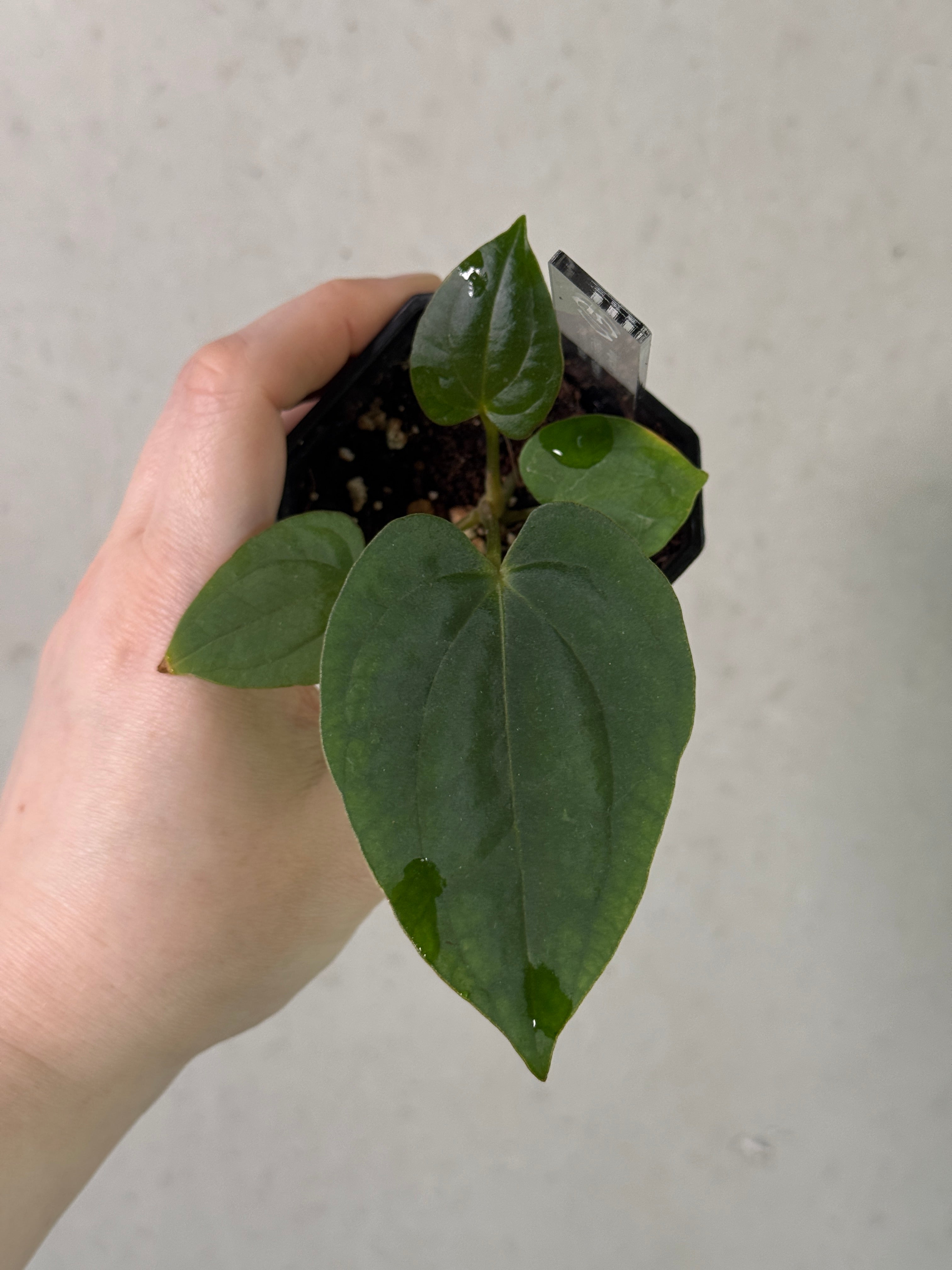 Anthurium Dressleri NSE 'Obsidian' x (Black x RG F2 Dark)