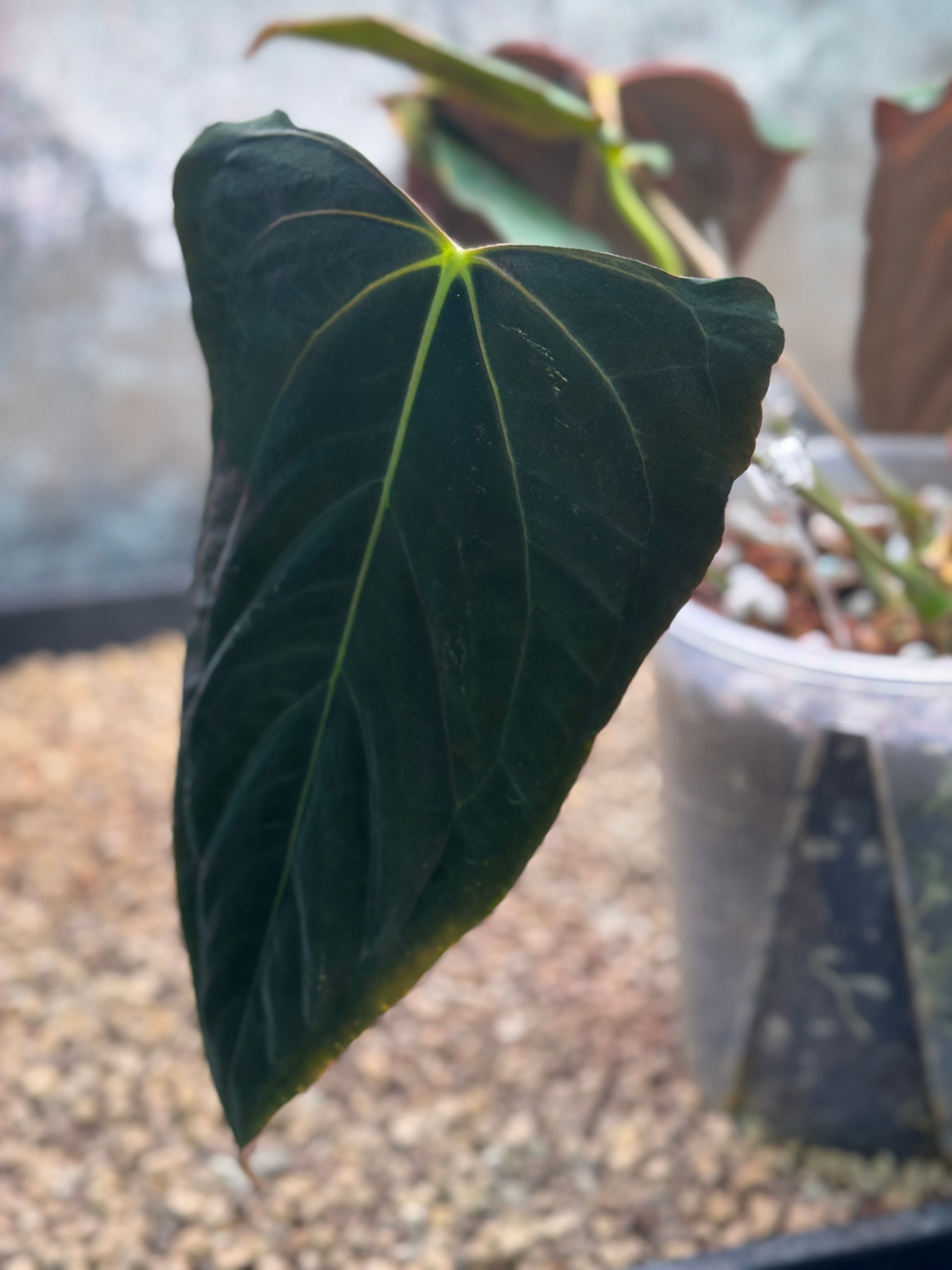 Anthurium Dark Phoenix x Dark Phoenix (Wide Sinus Mutation) - Clone