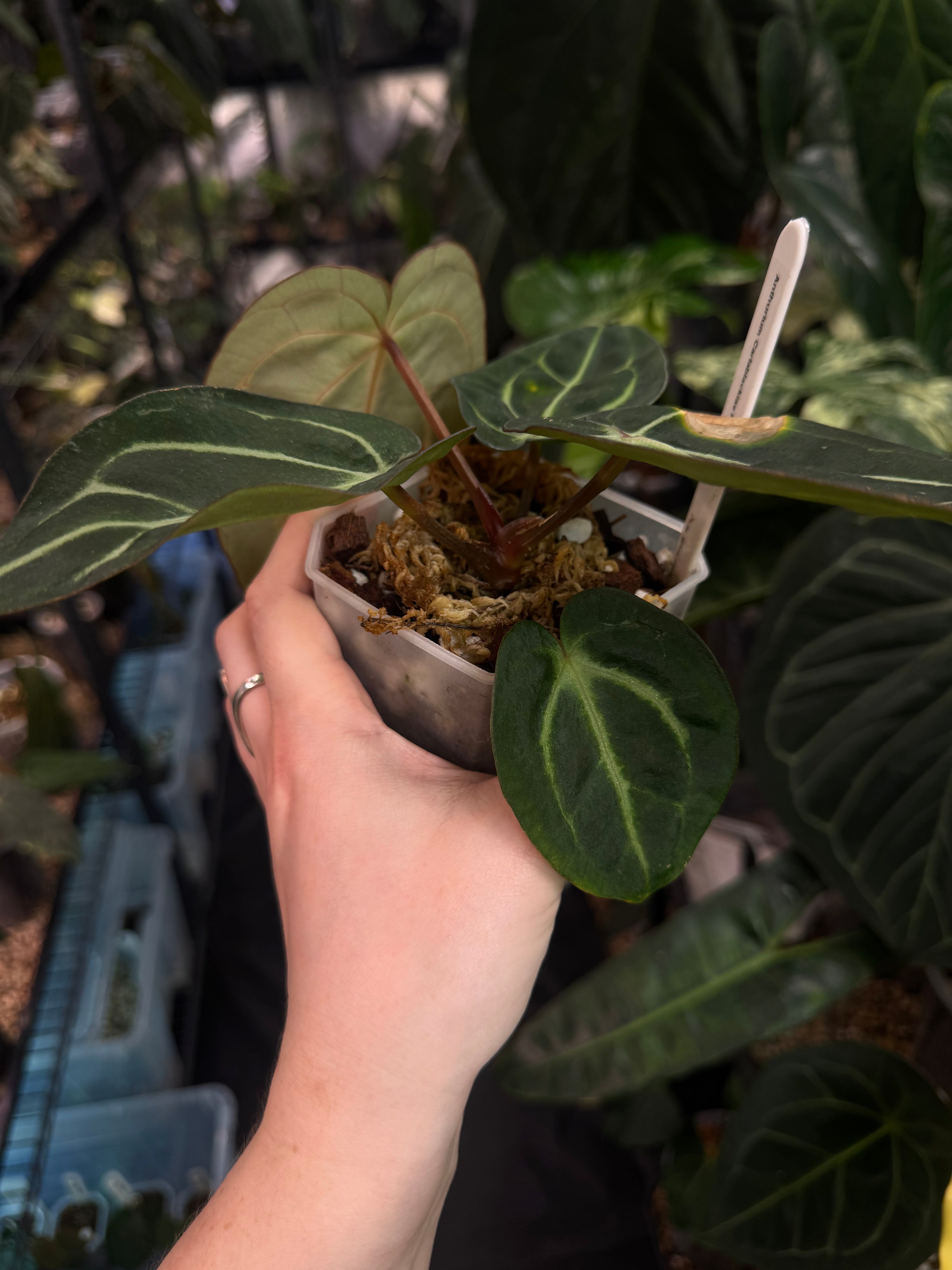 Anthurium Carlablackiae (RA4 x RA1) x OG1
