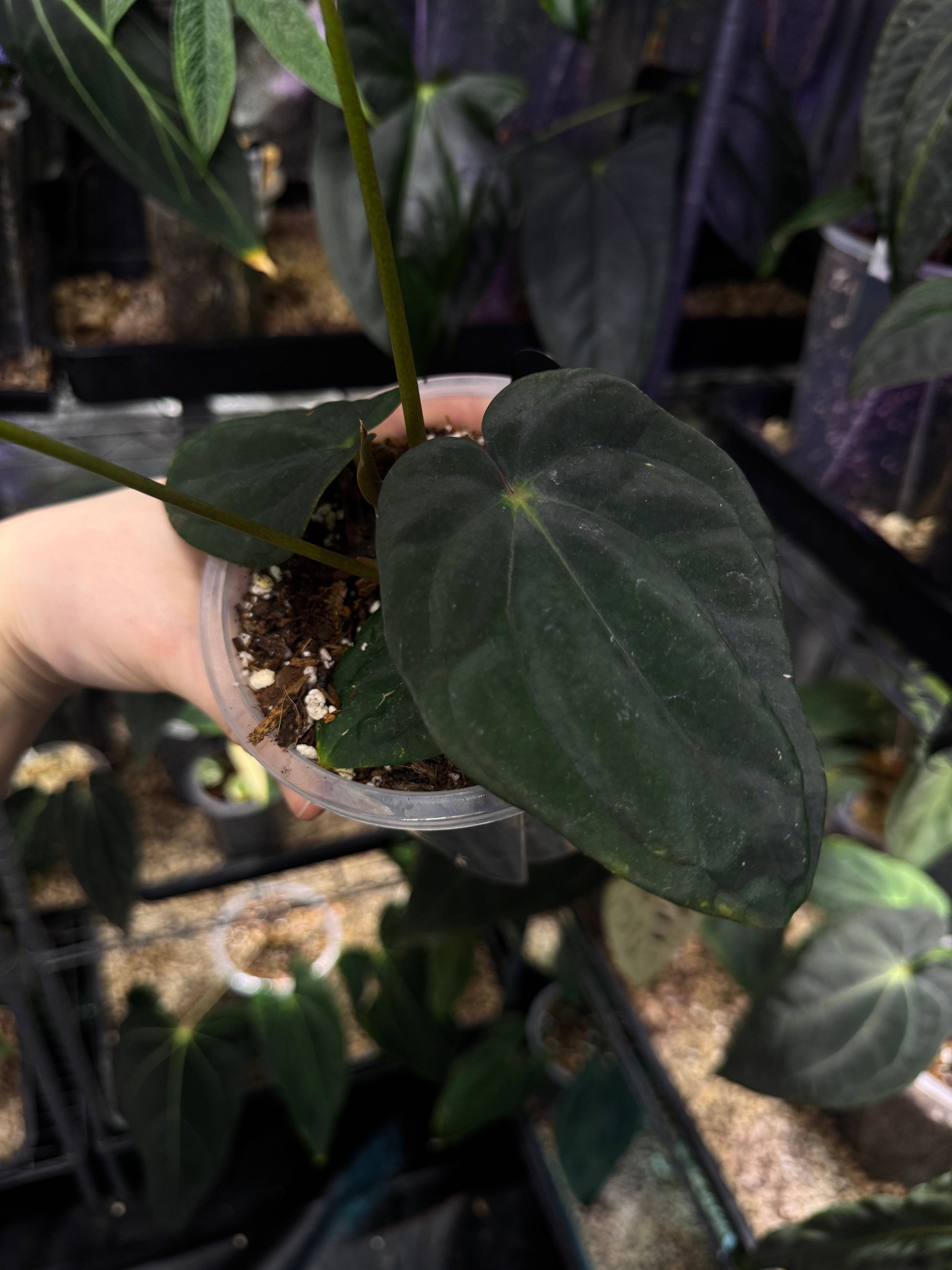 NFS: Anthurium BVEP (Round x Felix) x Felix #1 - SMUKHI