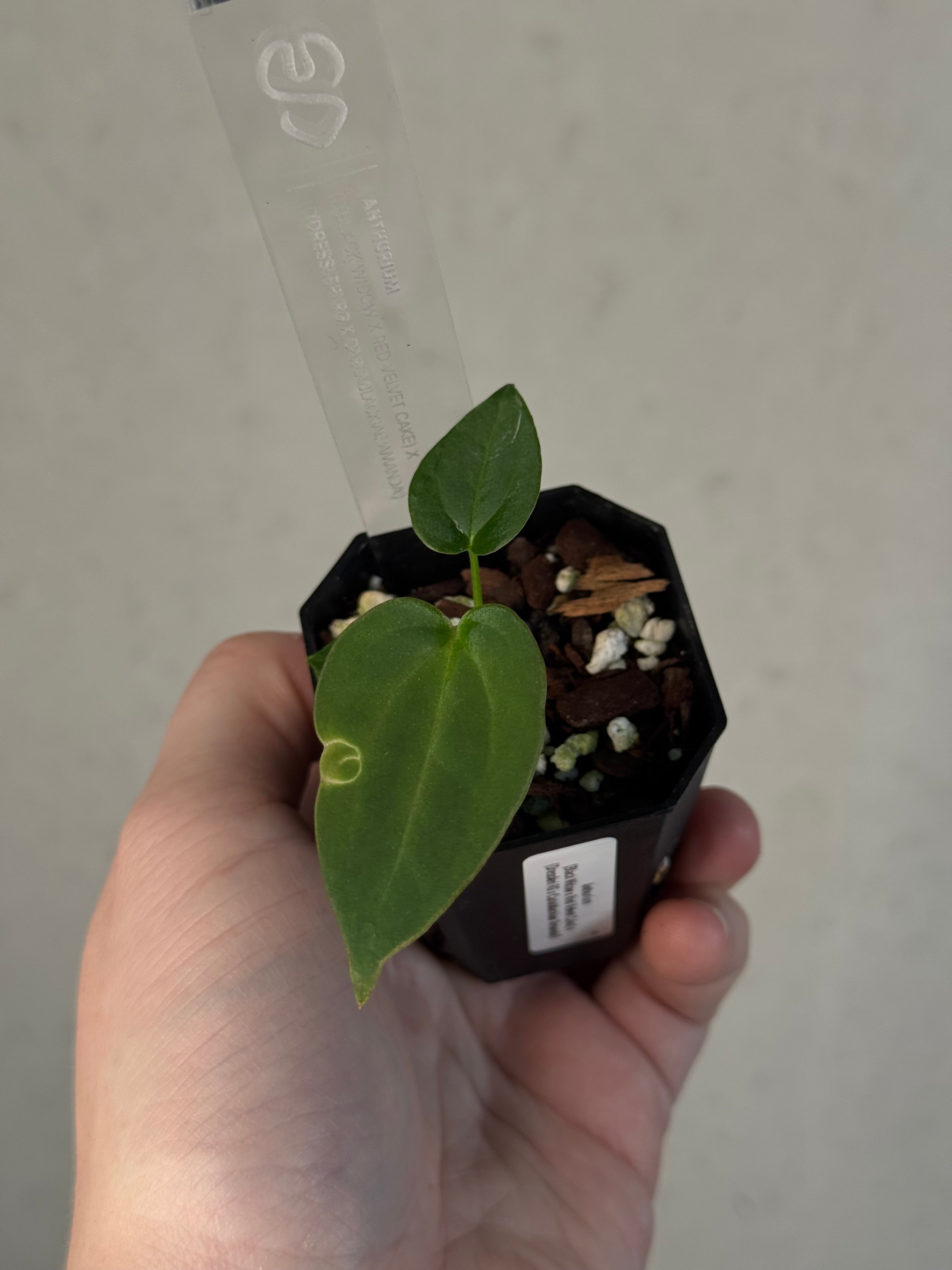 Anthurium (Black Widow x Red Velvet Cake) x (Dressleri RG x Carlablackiae 'Amanda')