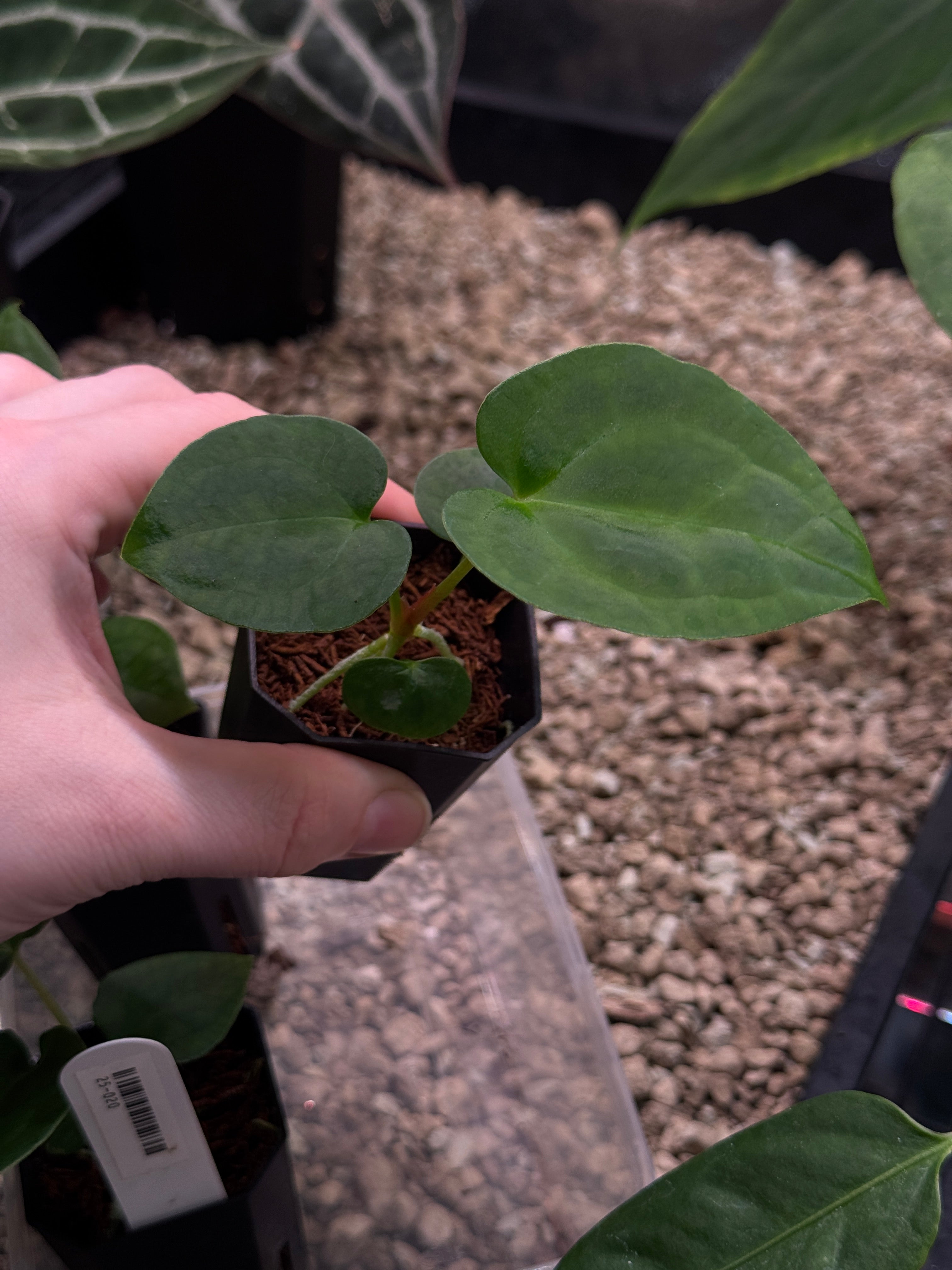 Anthurium Goliath x Dark Phoenix OR Forgetii Dark Form