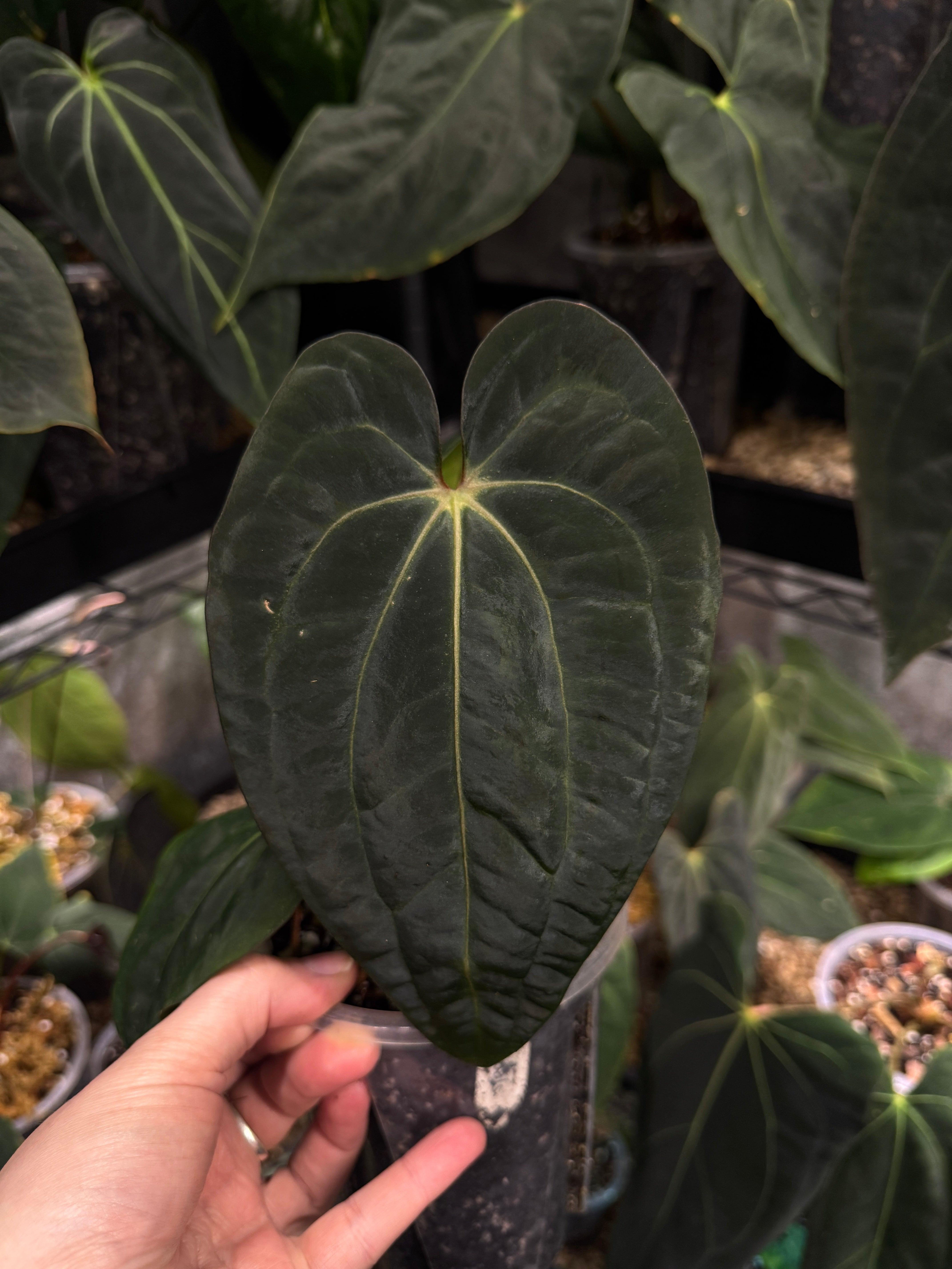 NFS: Anthurium Carlablackiae x Antolakii (BVEP) ‘Oliver’