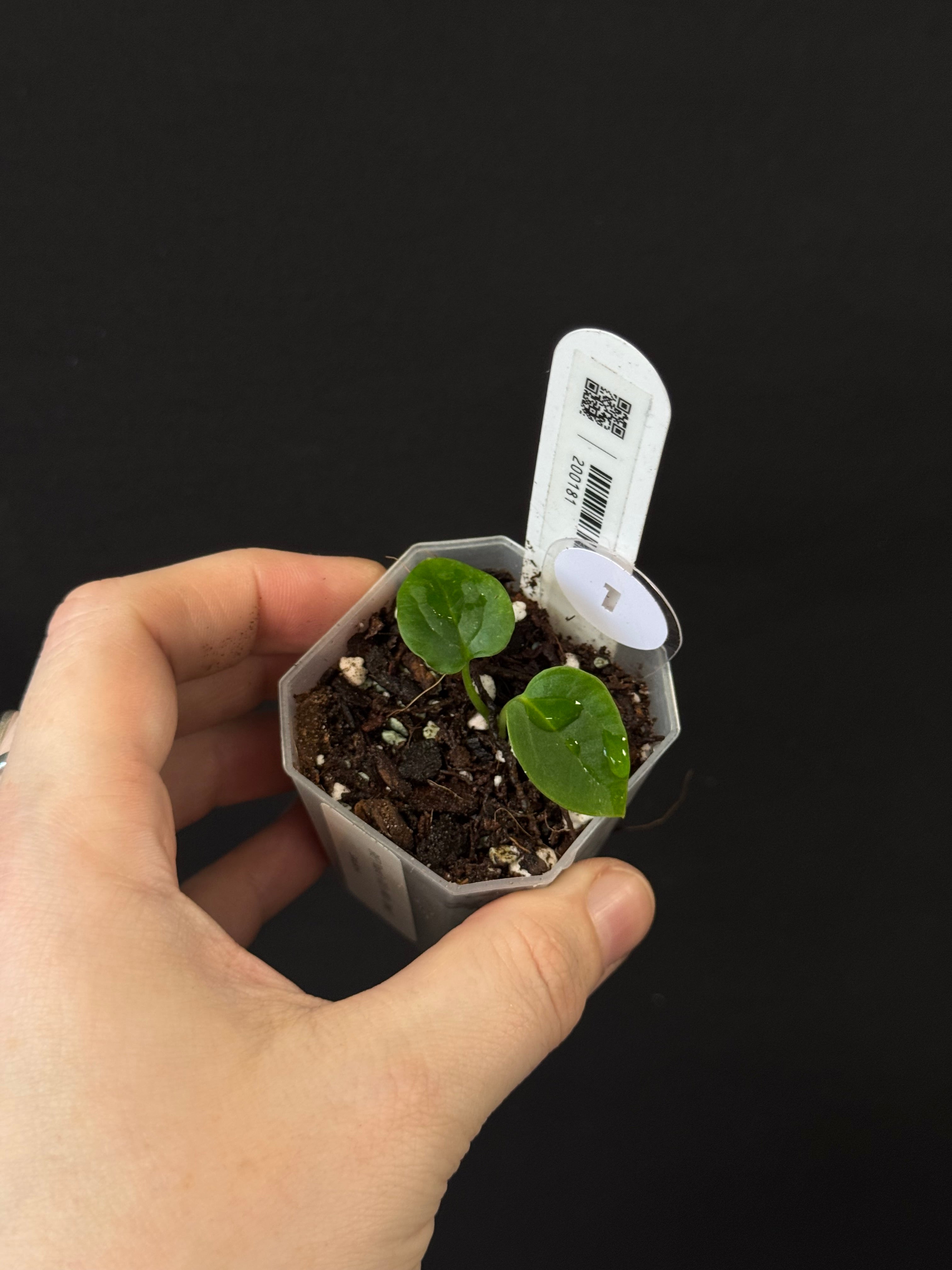 Anthurium BVEP ('Round' x RA1) x (WU1 x 'Oliver')