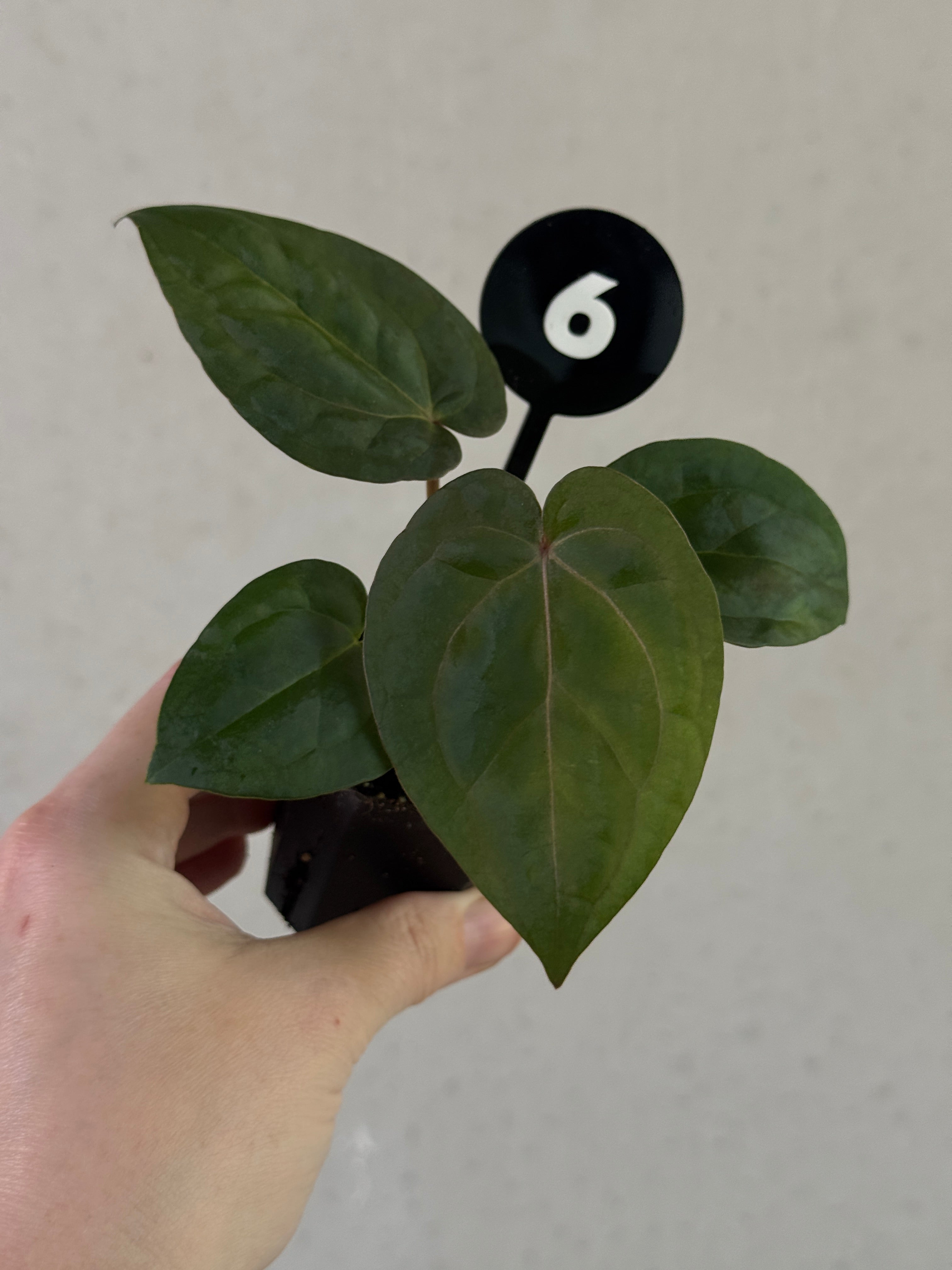 Anthurium Michelle x (?) / RVDP