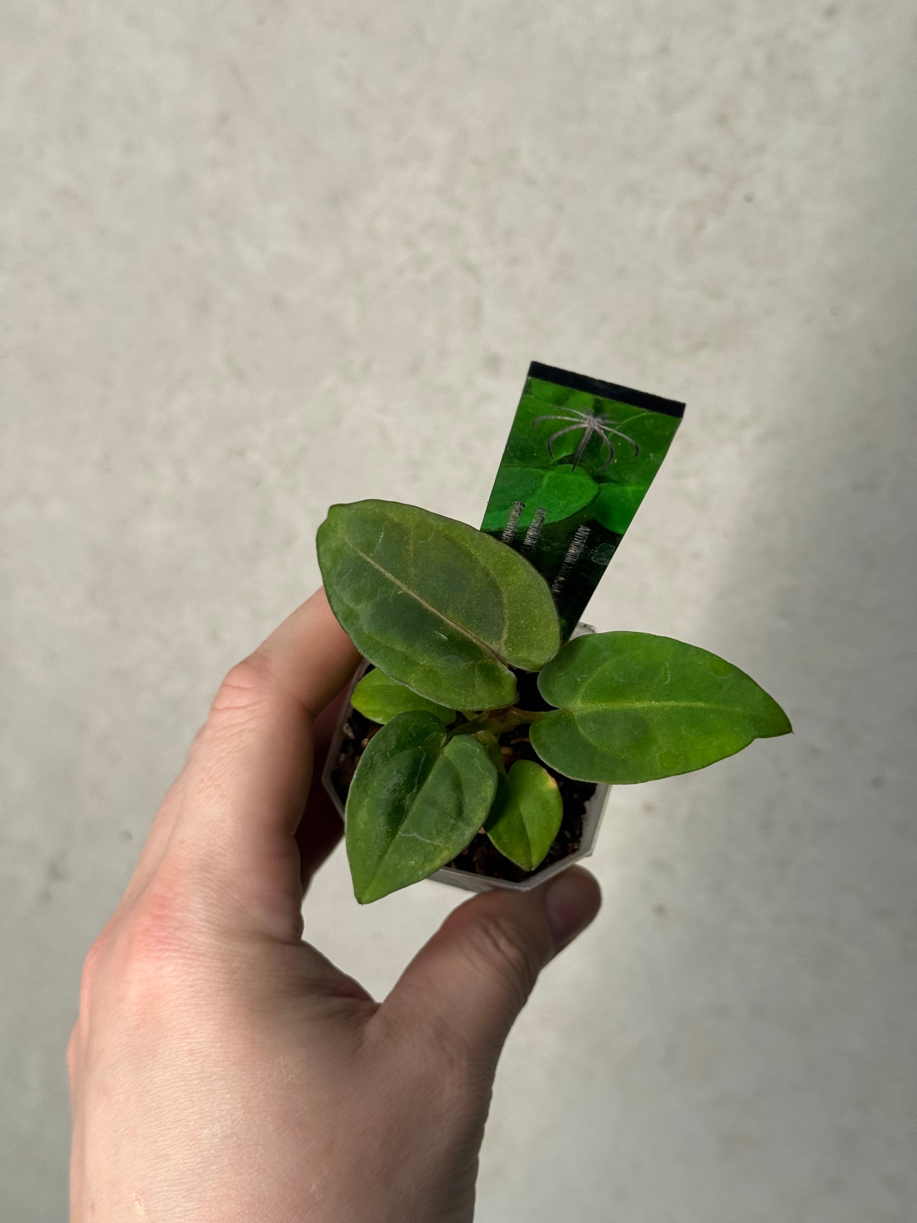Anthurium BVEP 'Dark Star' x Carlablackiae GPH-001