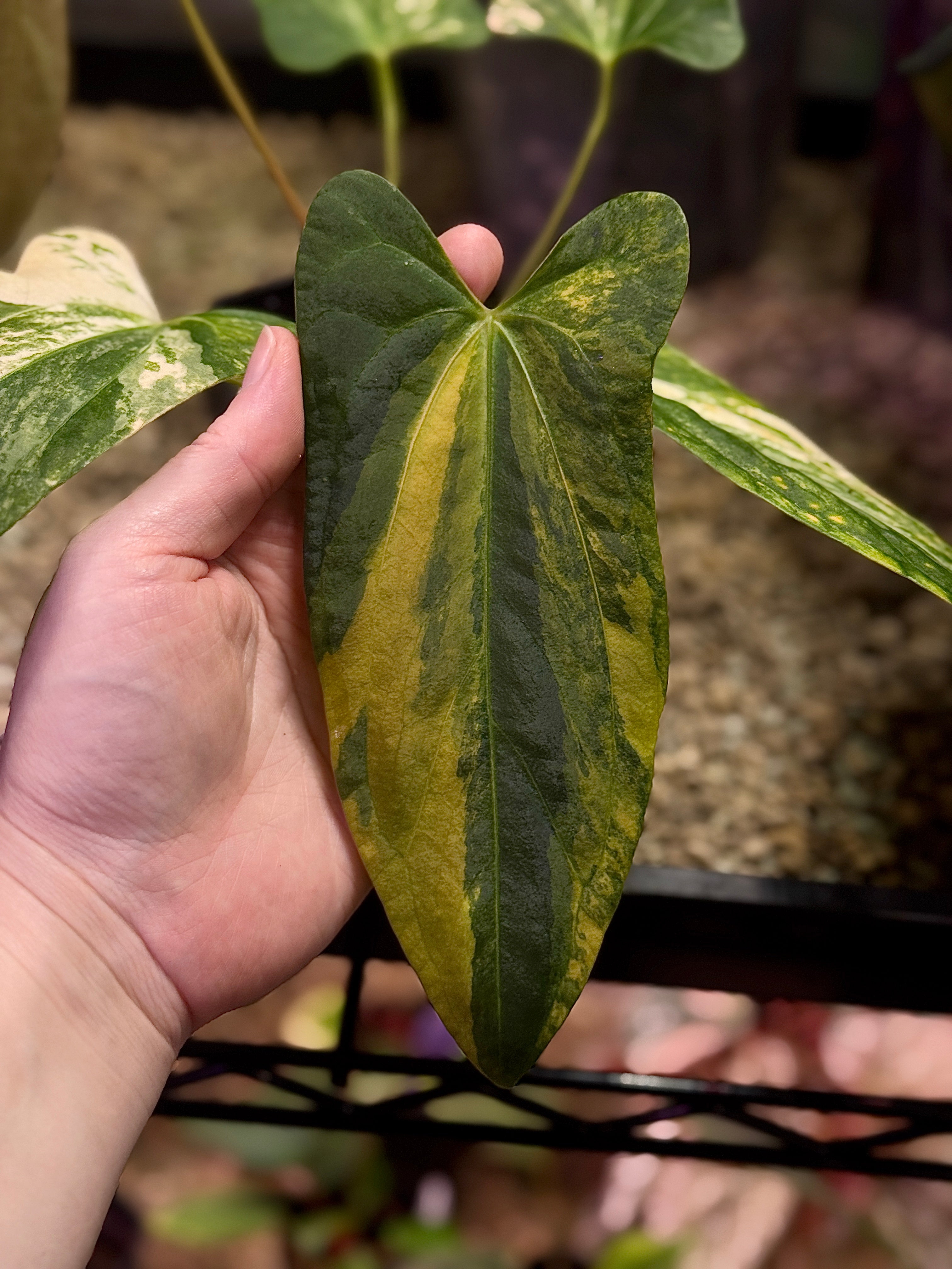 NFS: Anthurium Papillilaminum Variegata x (Portillae NSE x Fort Sherman)