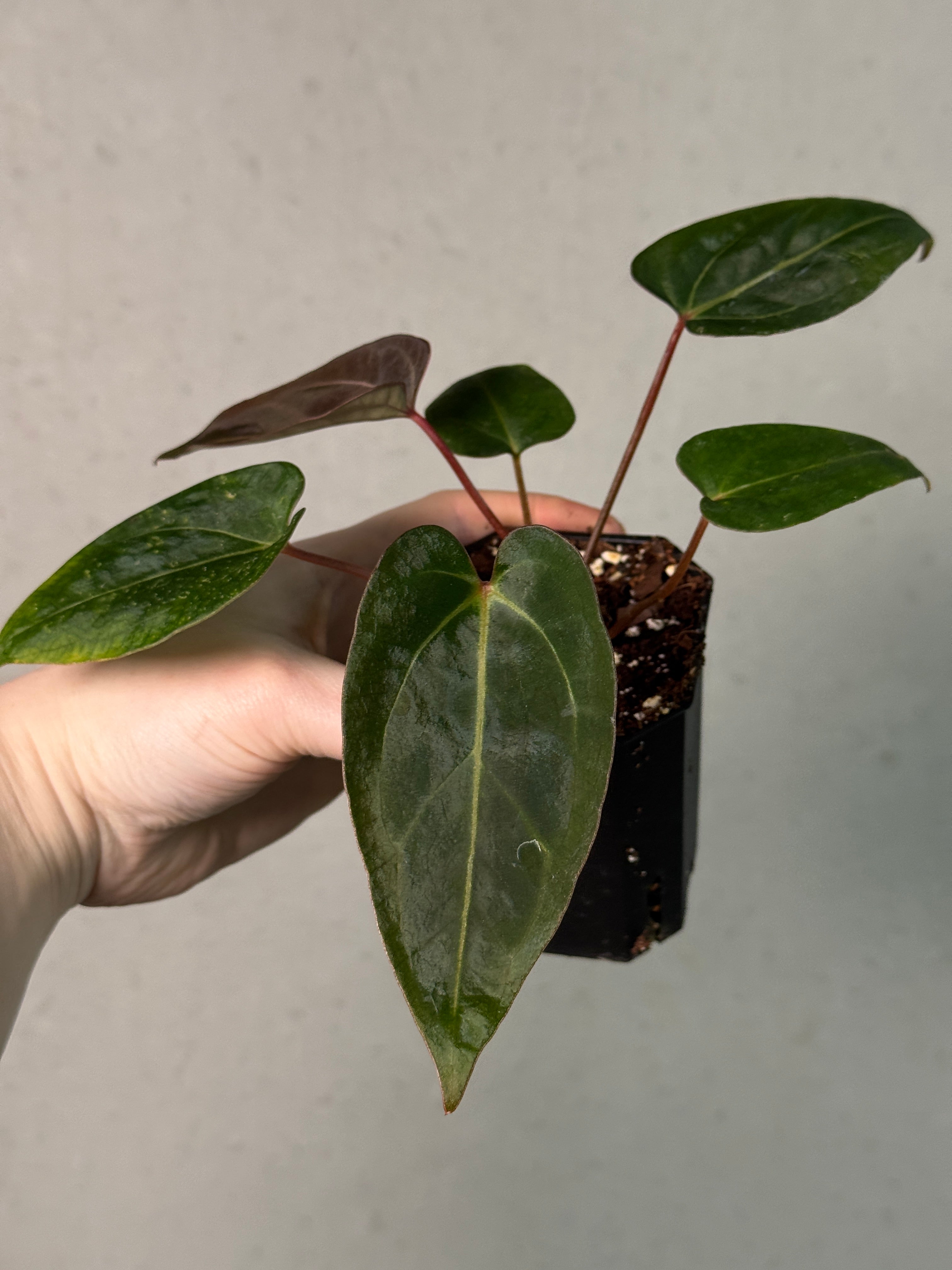 Anthurium Carlablackiae RA10 S1 x NSE Dressleri ‘Obsidian’