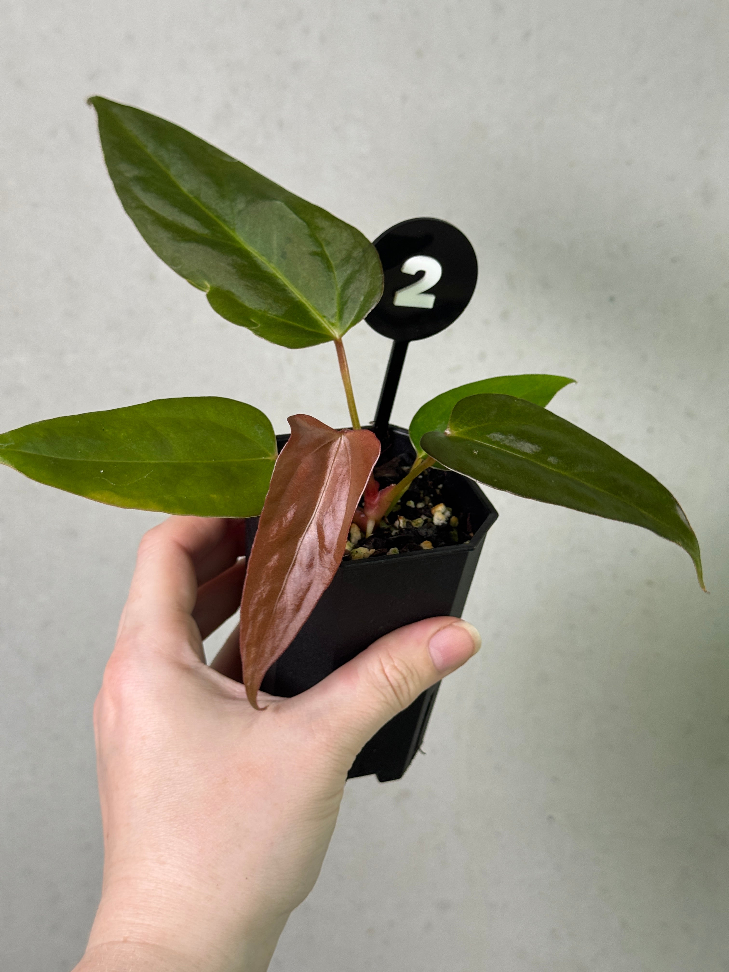 Anthurium ('Cobra' x Fort Sherman) x Indo Portillae or self
