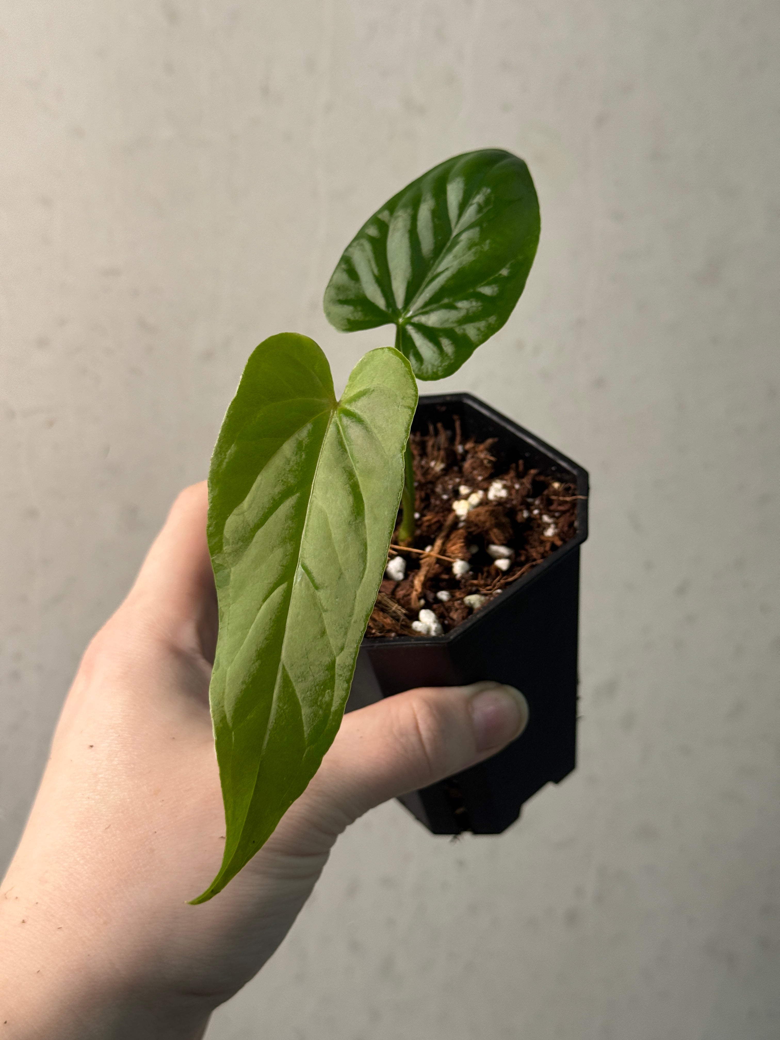Anthurium Bullatus x - SMUKHI